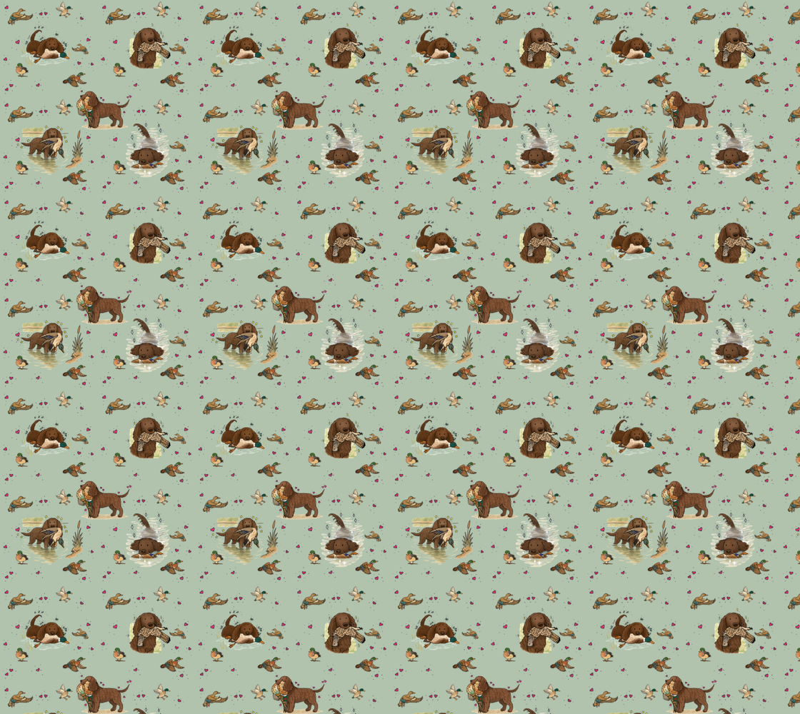 American Water Spaniel