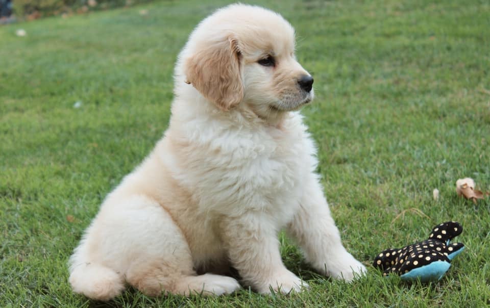 Day Boarding & Training/Exercise (general, manners, gundog, dock diving, socialization, etc.)