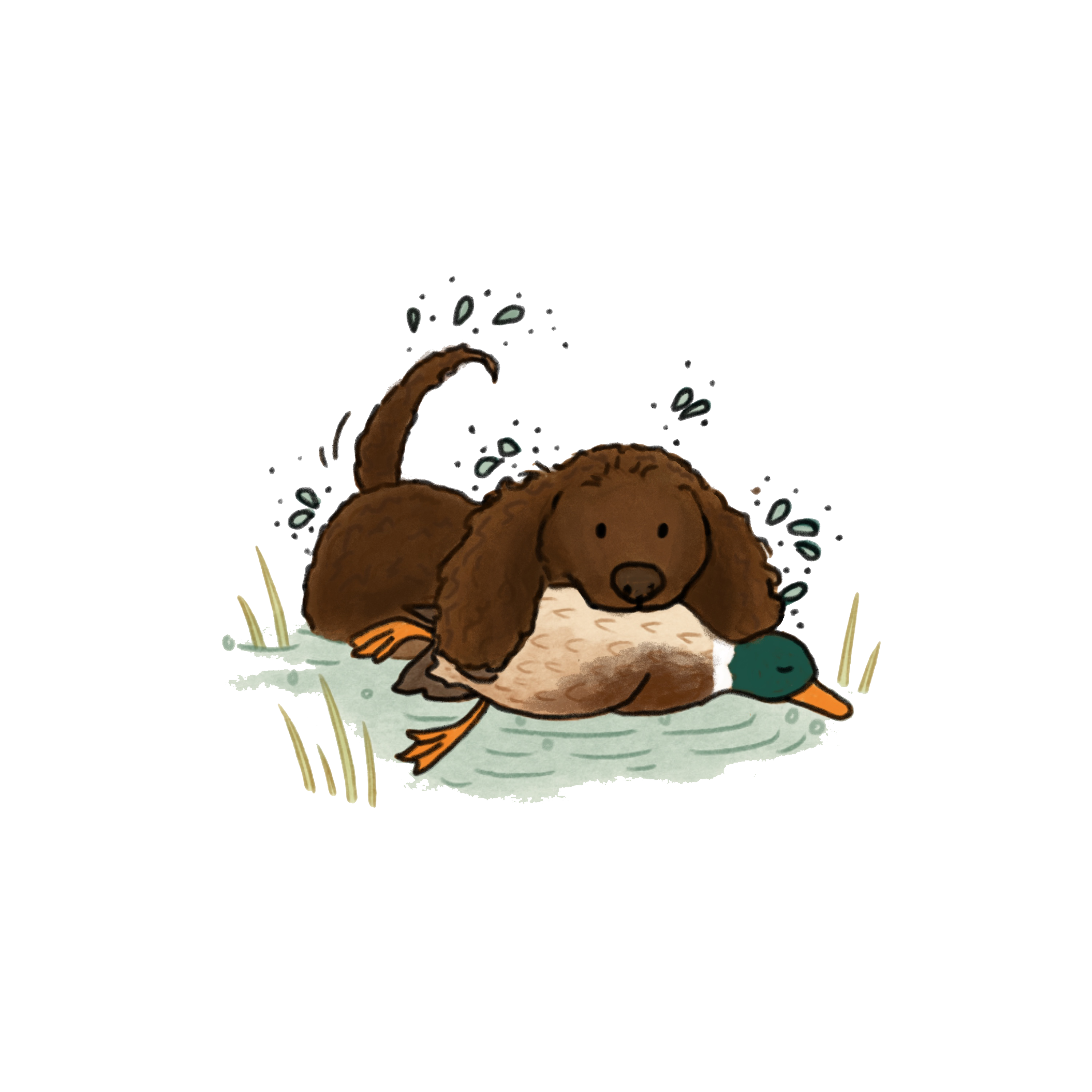 Hunting American Water Spaniel