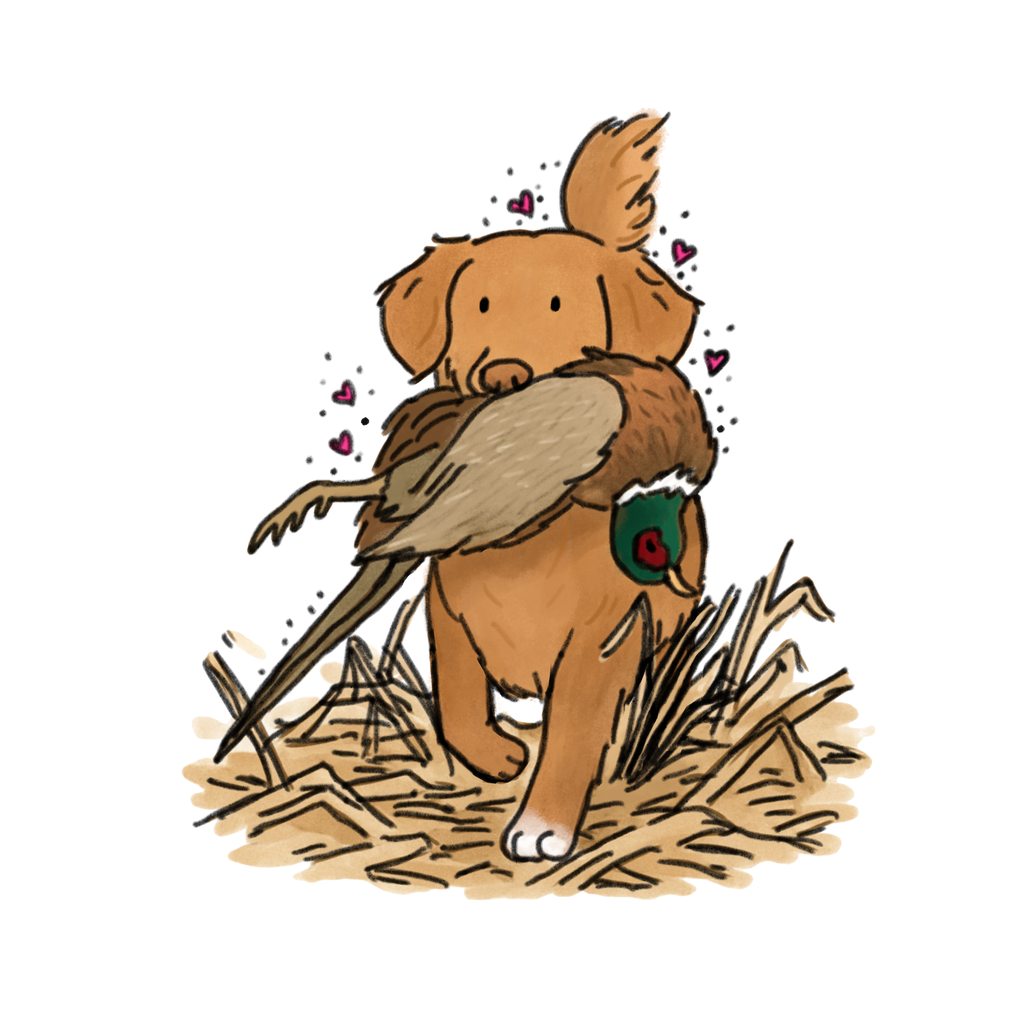 Hunting Nova Scotia Duck Tolling Retriever