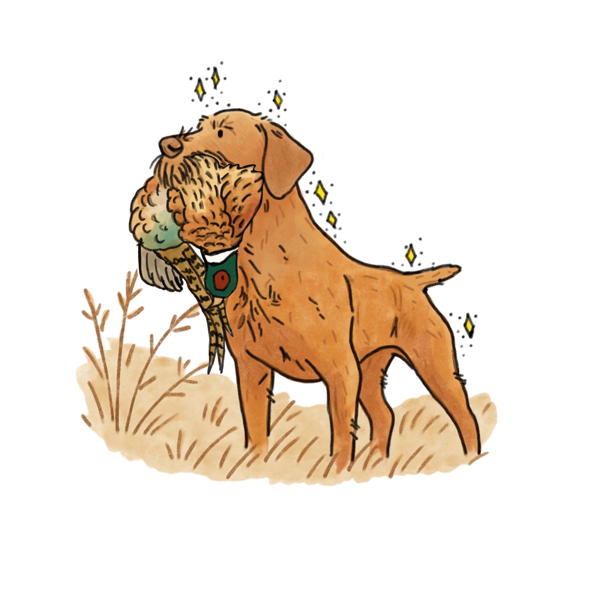 Hunting Hungarian Wire-Haired Vizsla
