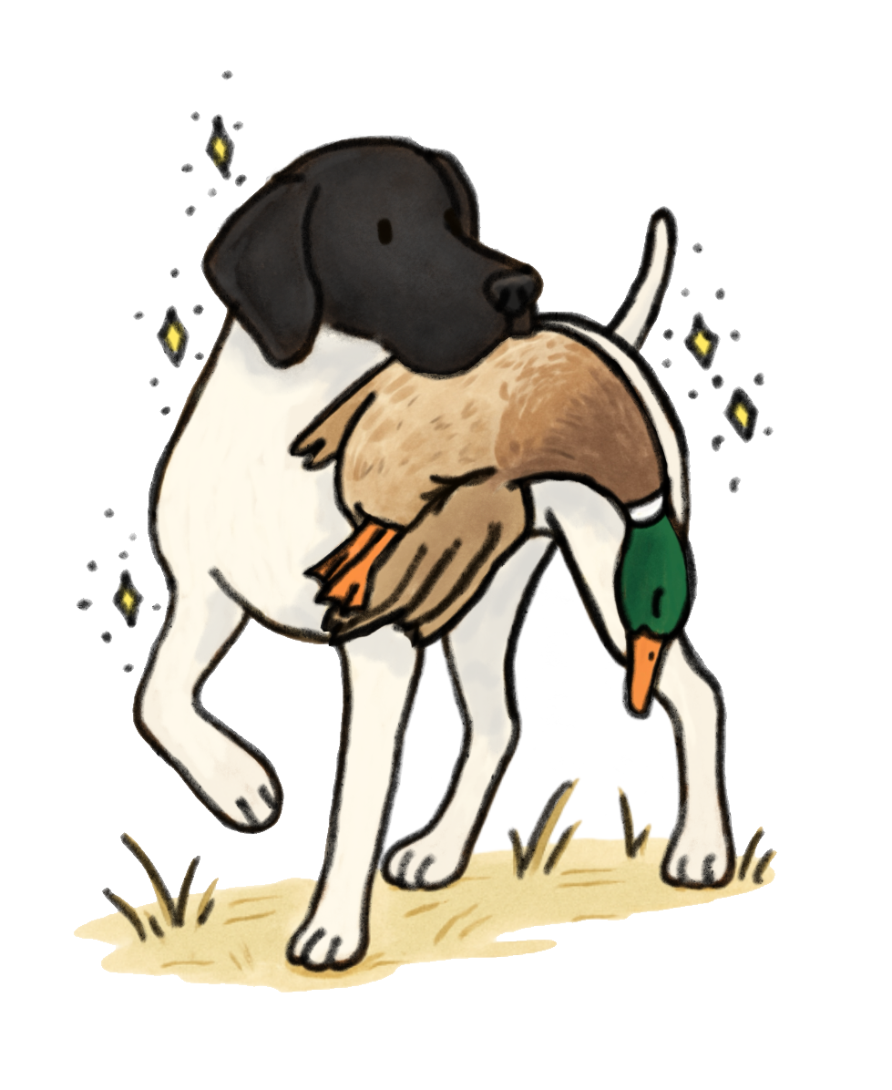 Hunting German Shorthaired Pointer