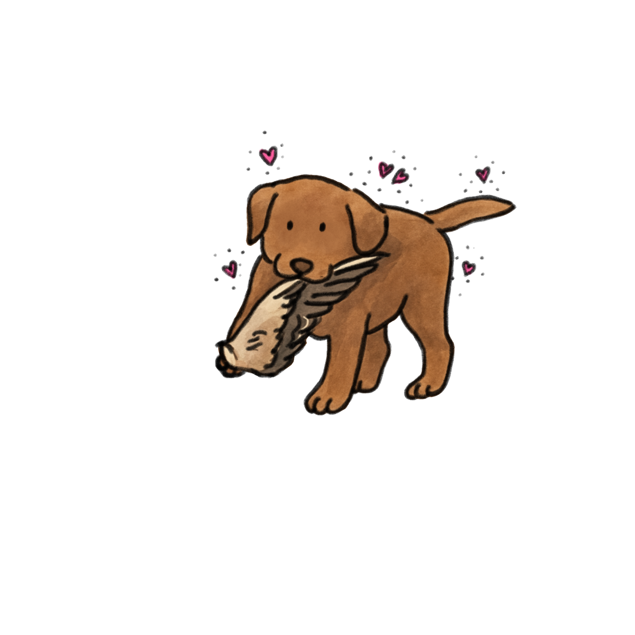 Hunting Chocolate Labrador Retriever