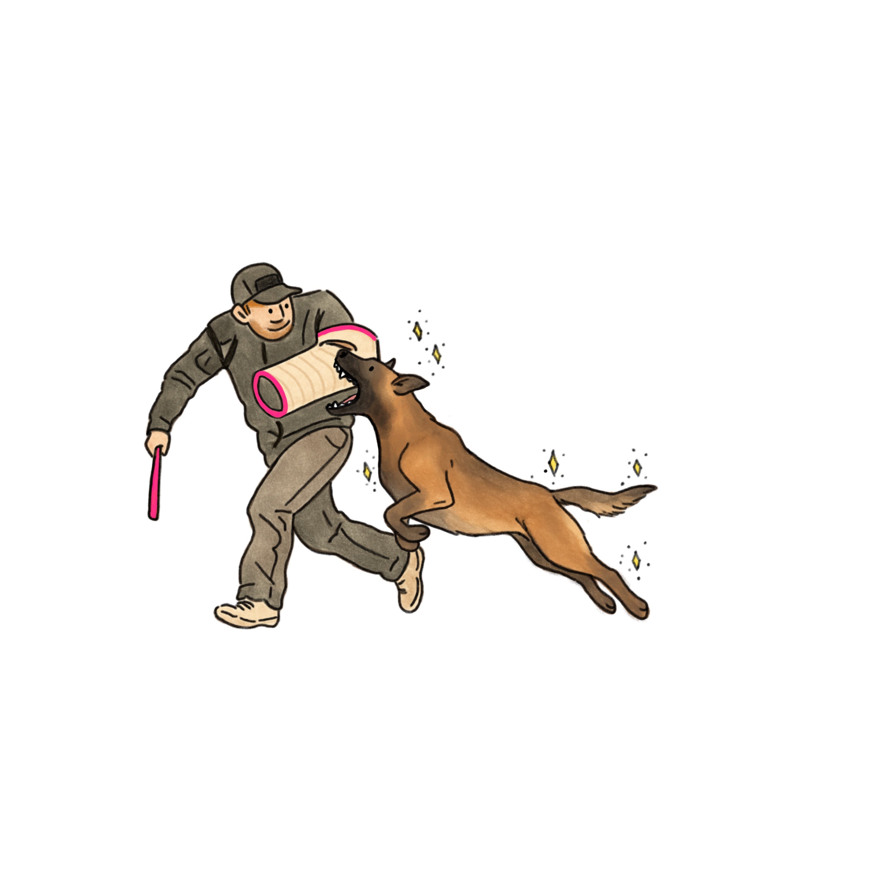 Bite-Work Belgian Malinois