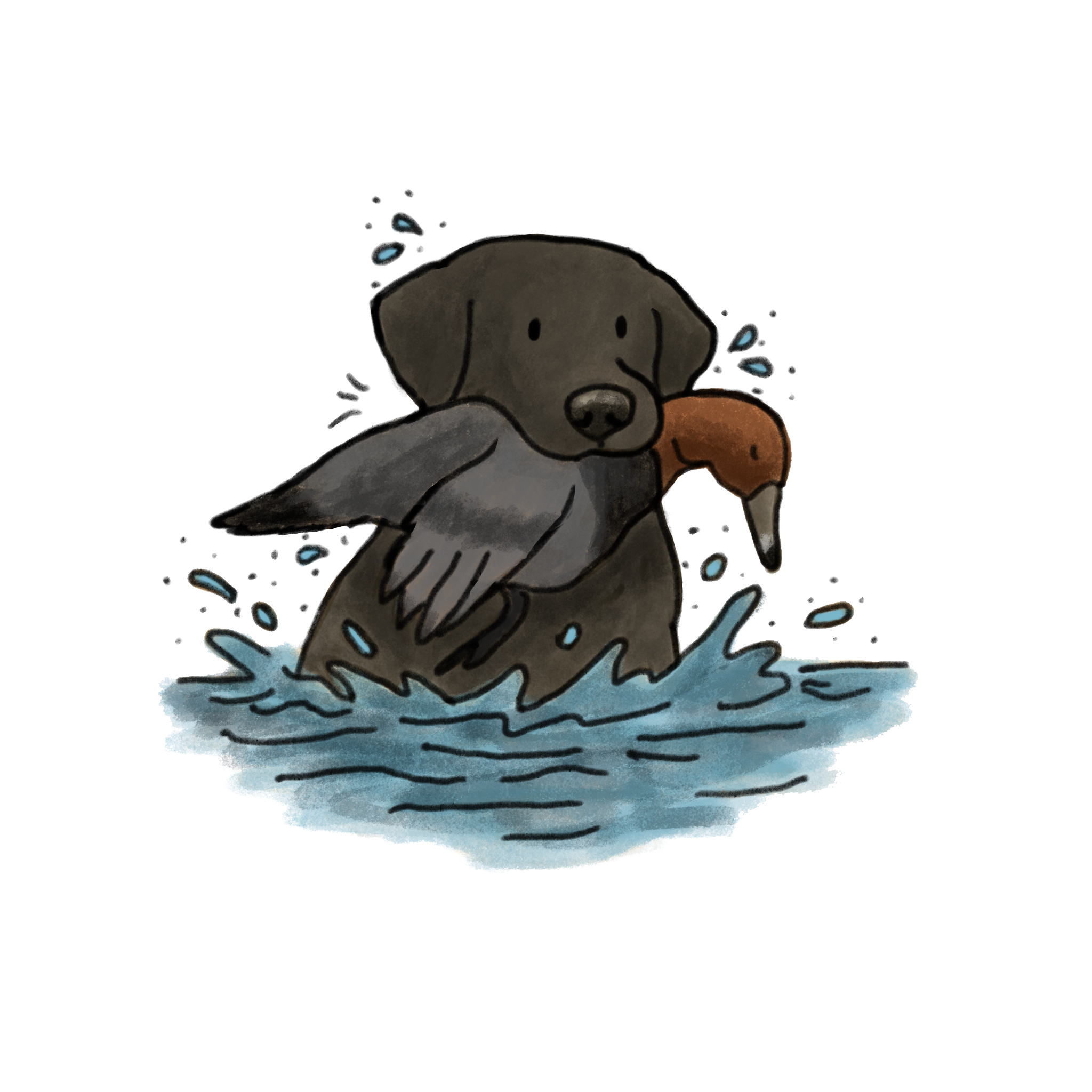 Hunting Black Labrador Retriever