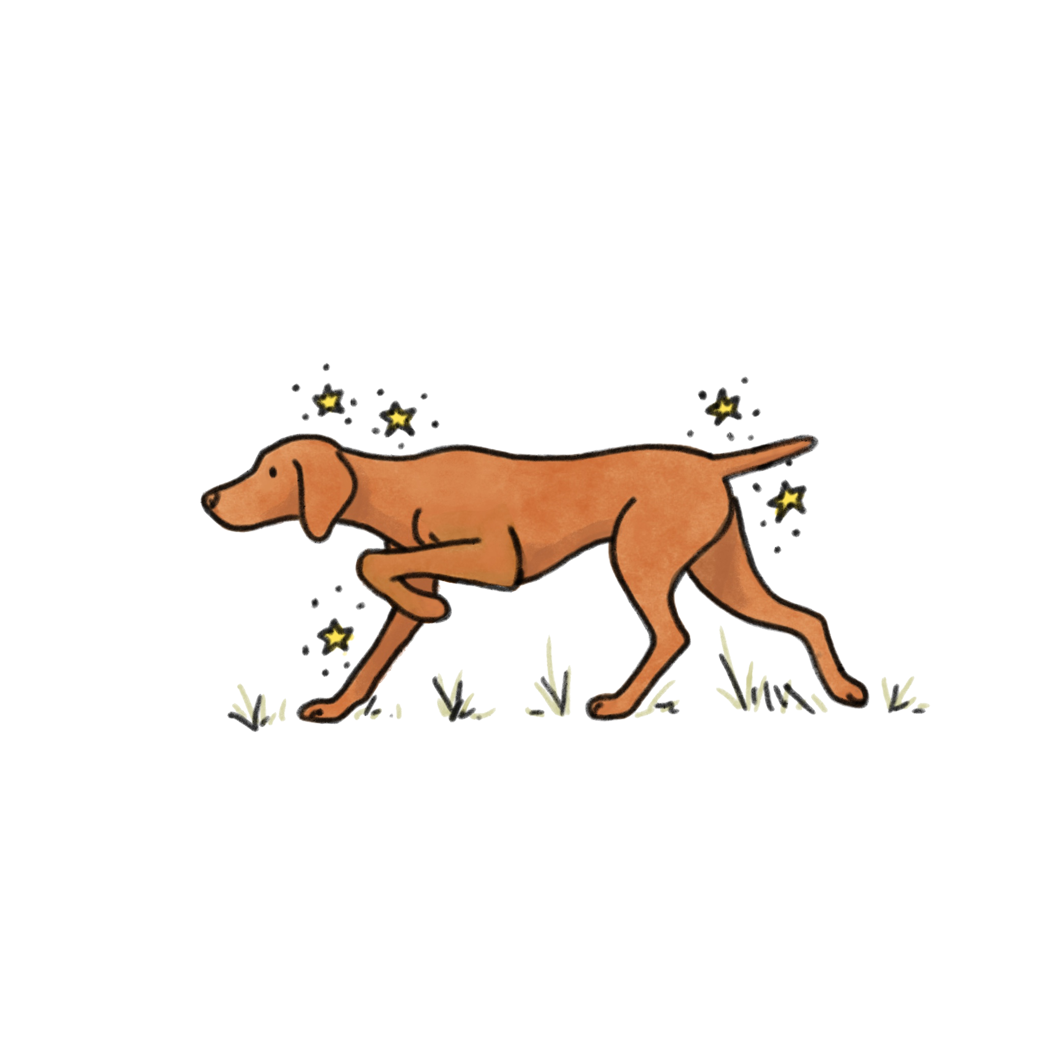 Hunting Vizsla