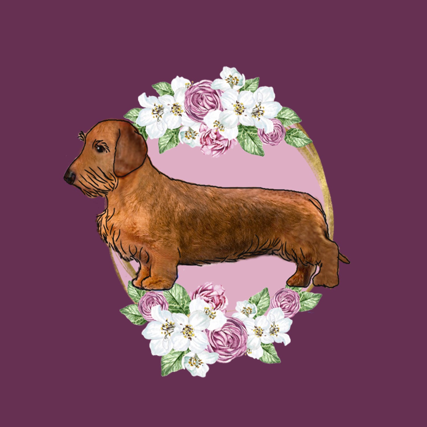 Wire haired Dachshund