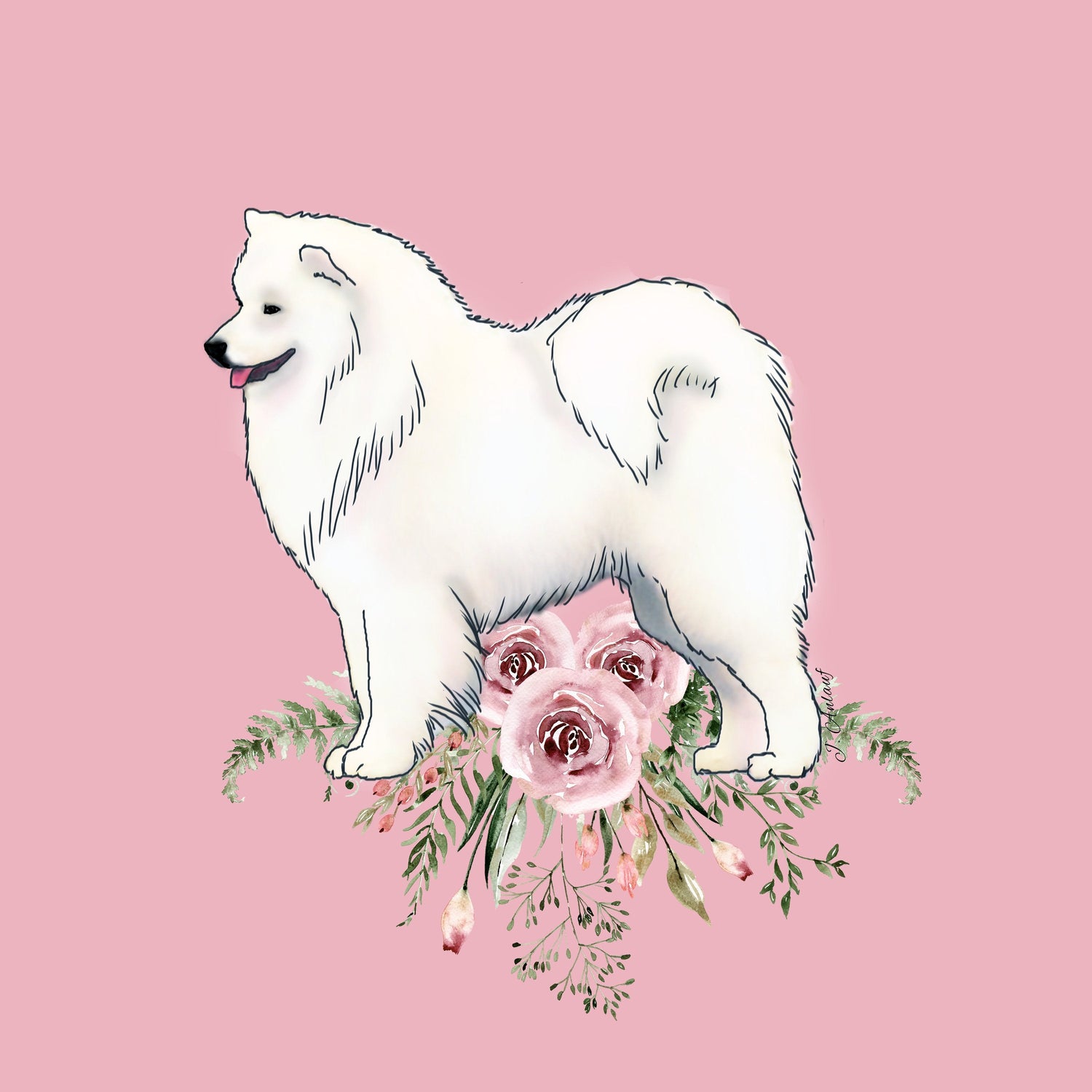 Samoyed