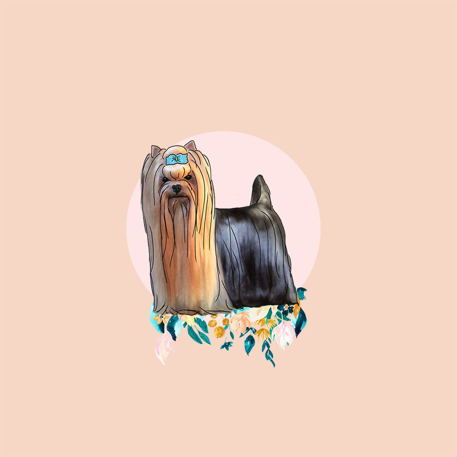 Yorkshire Terrier