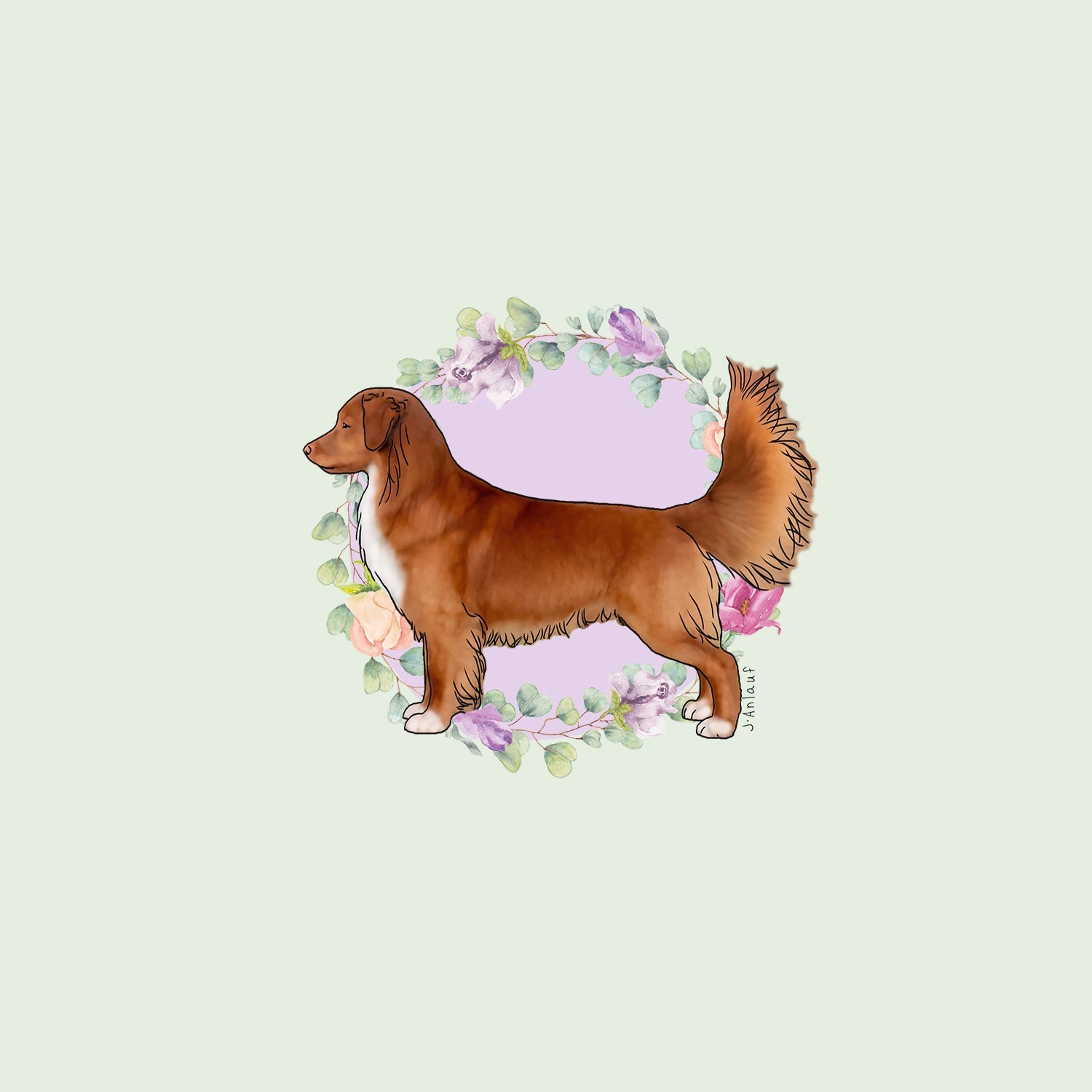 Nova Scotia Duck Tolling Retriever