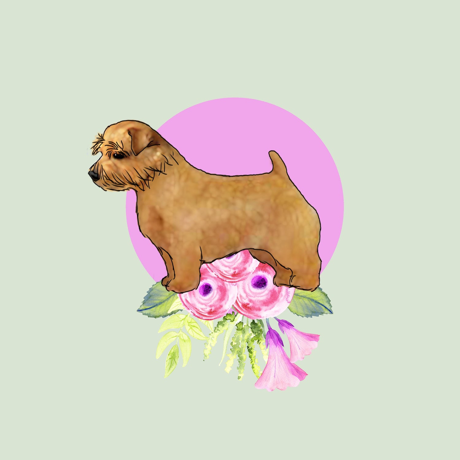 Norfolk Terrier