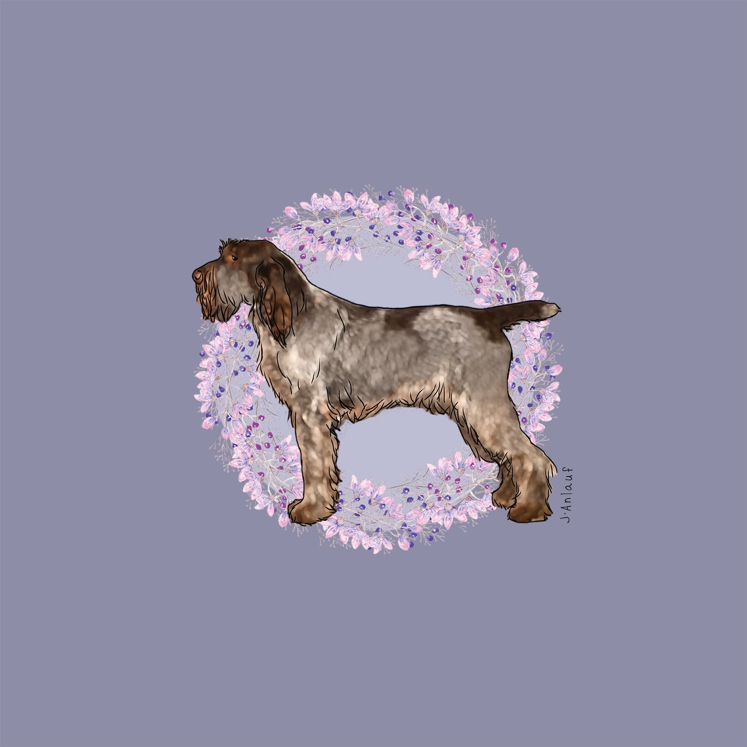 Spinone Italiano