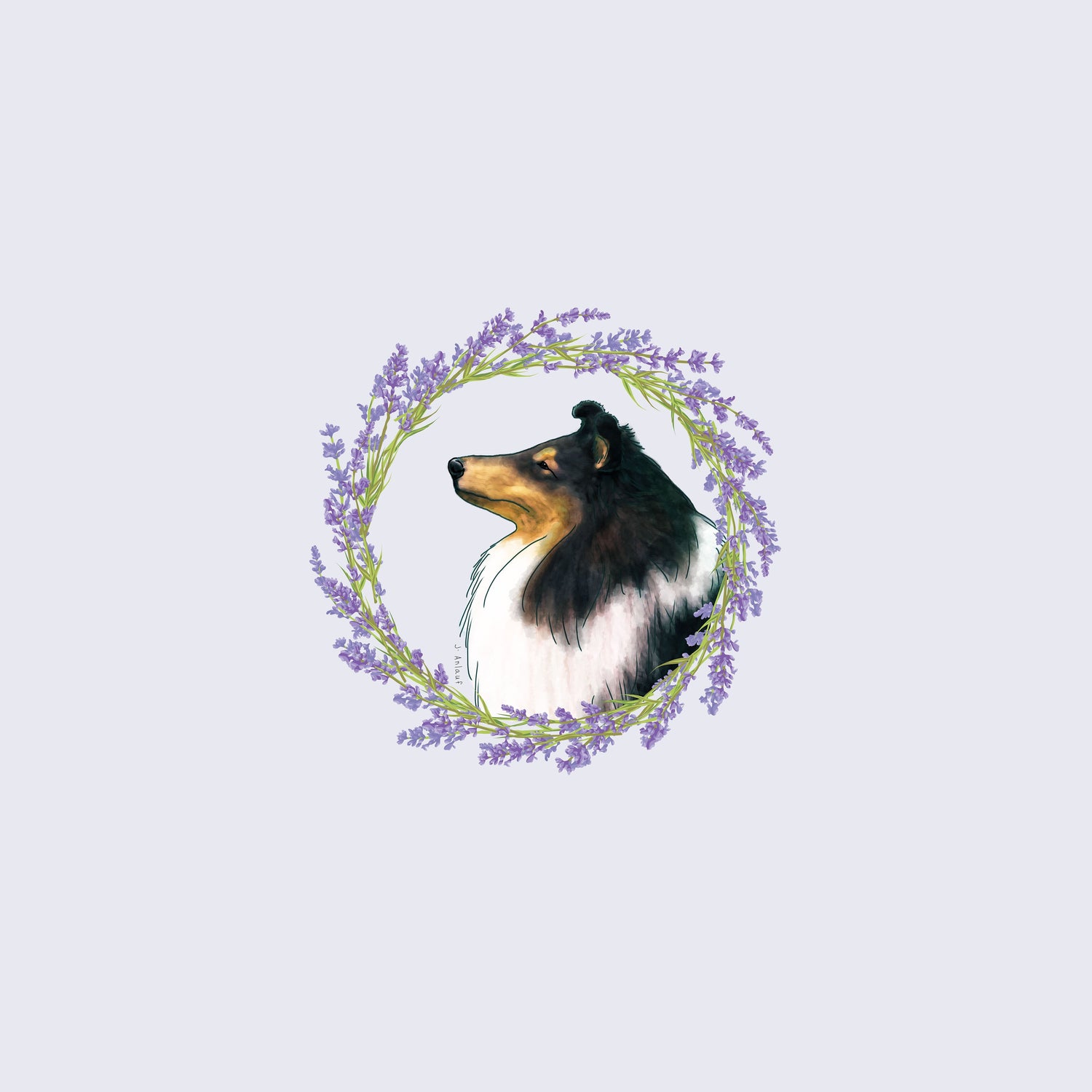 Collie