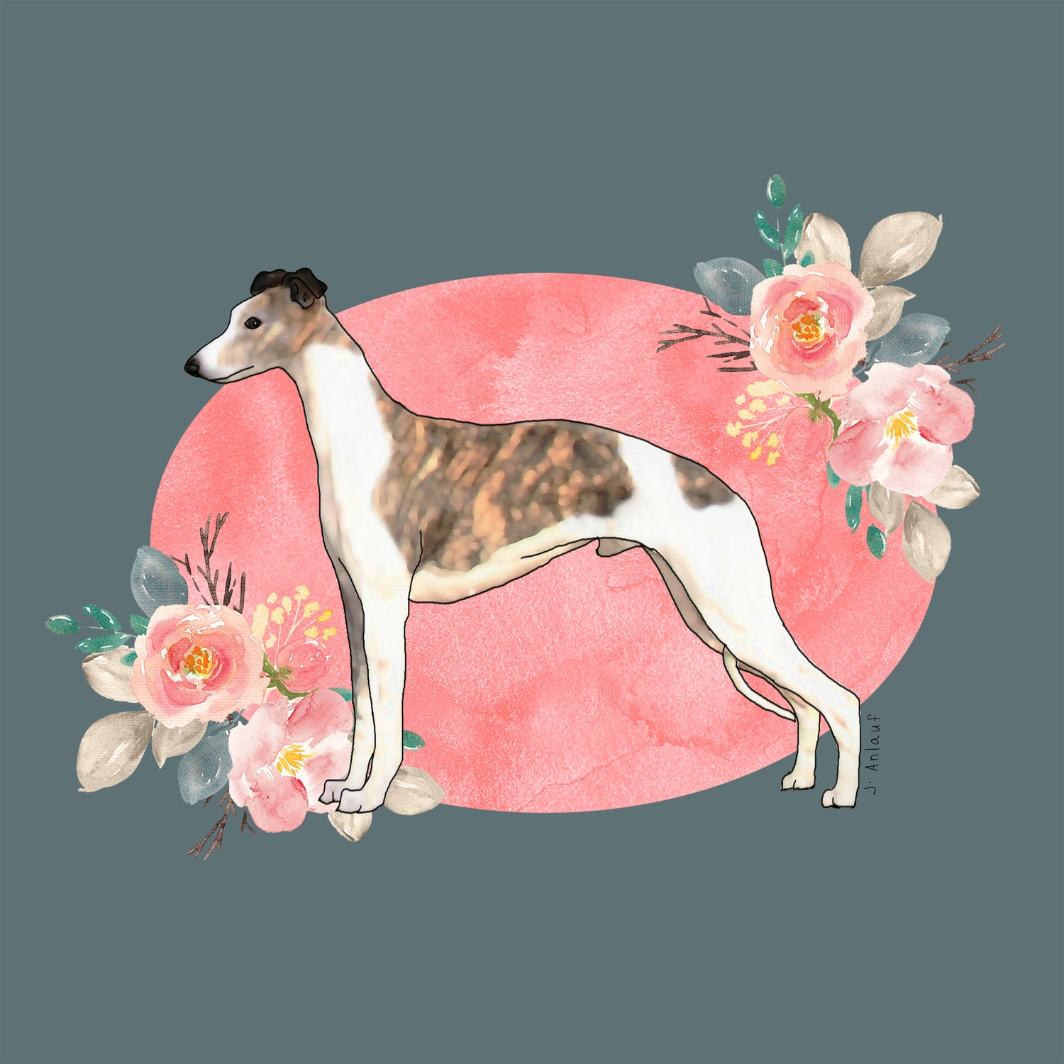 Whippet