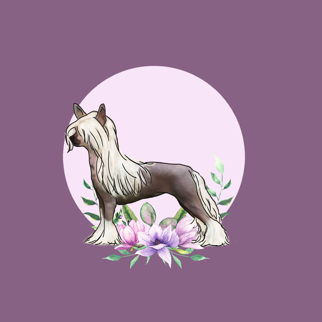 Chinese Crested
