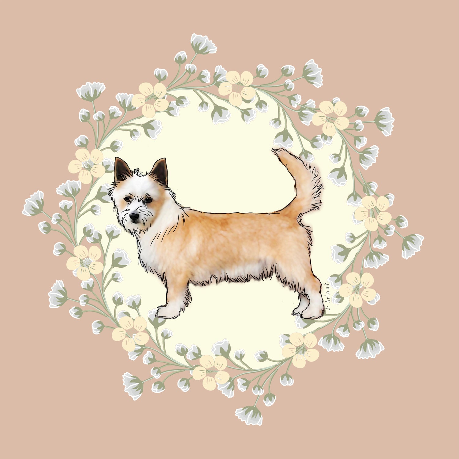 Portuguese Podengo Pequeno