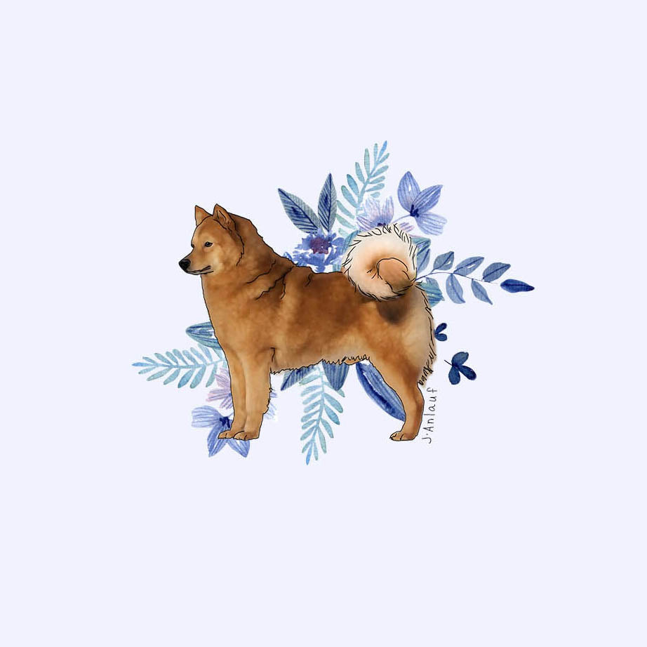 Finnish Spitz