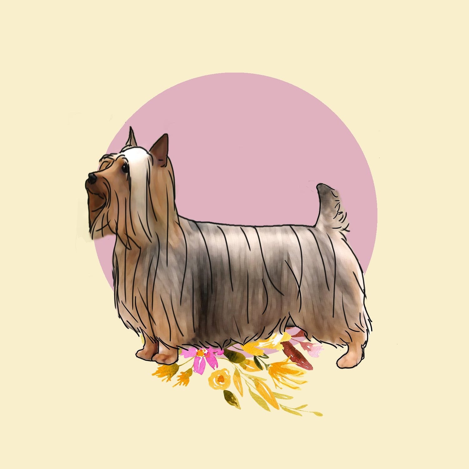 Silky Terrier