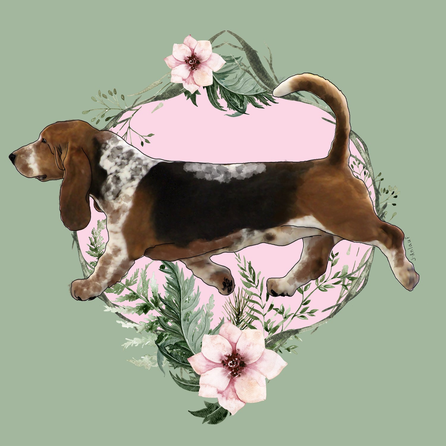 Basset Hound