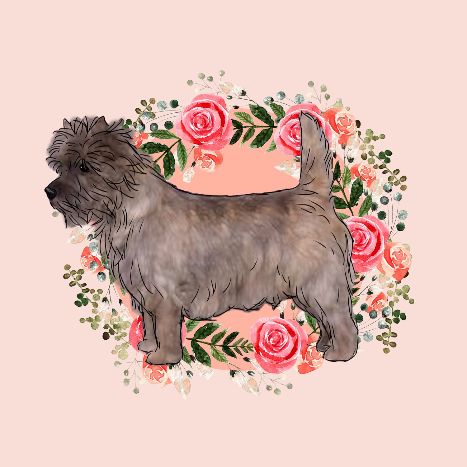 Cairn Terrier