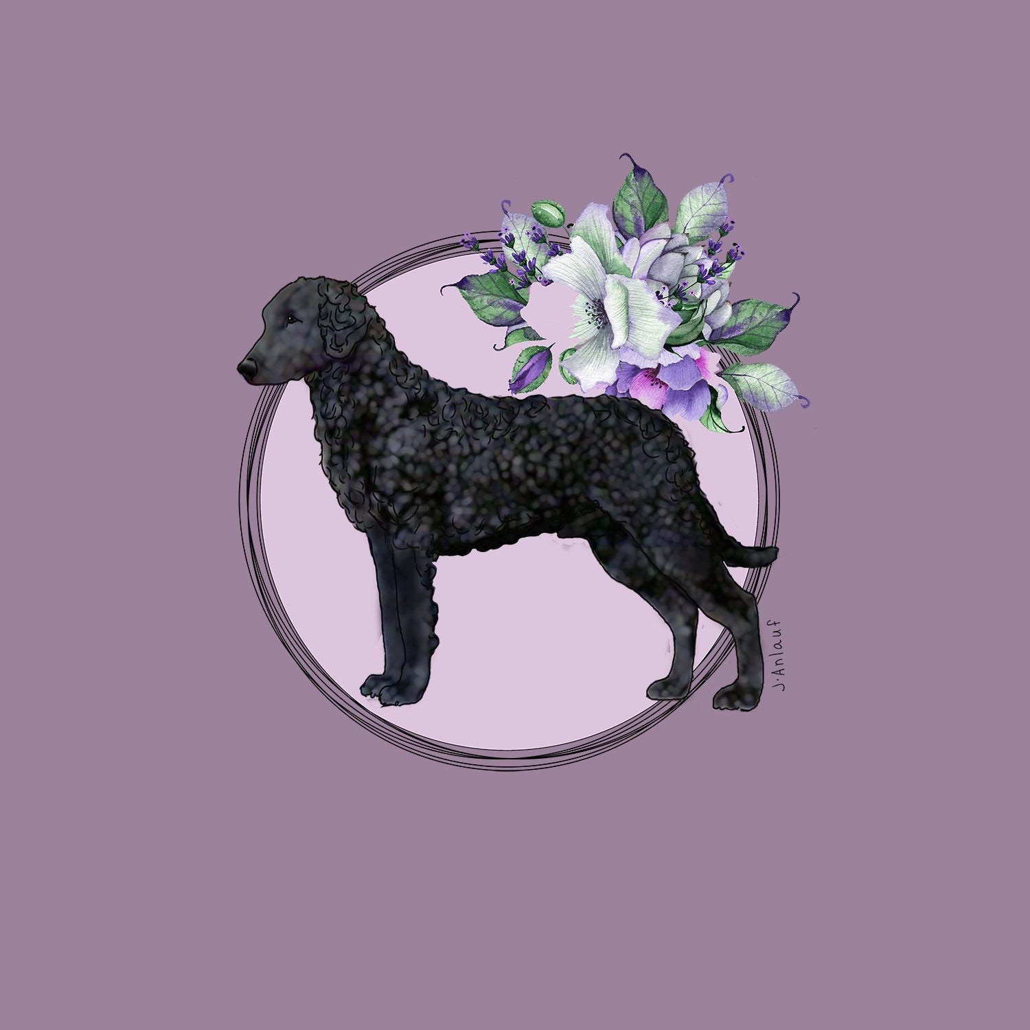 Curly-Coated Retriever