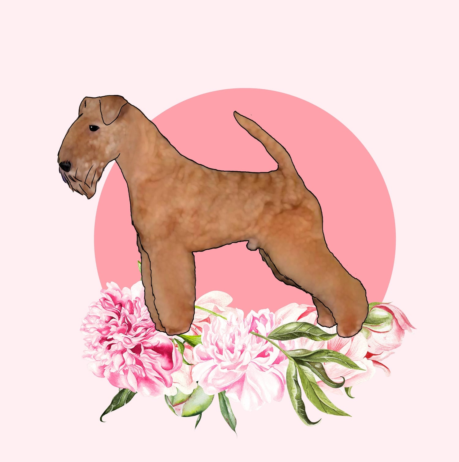 Lakeland Terrier