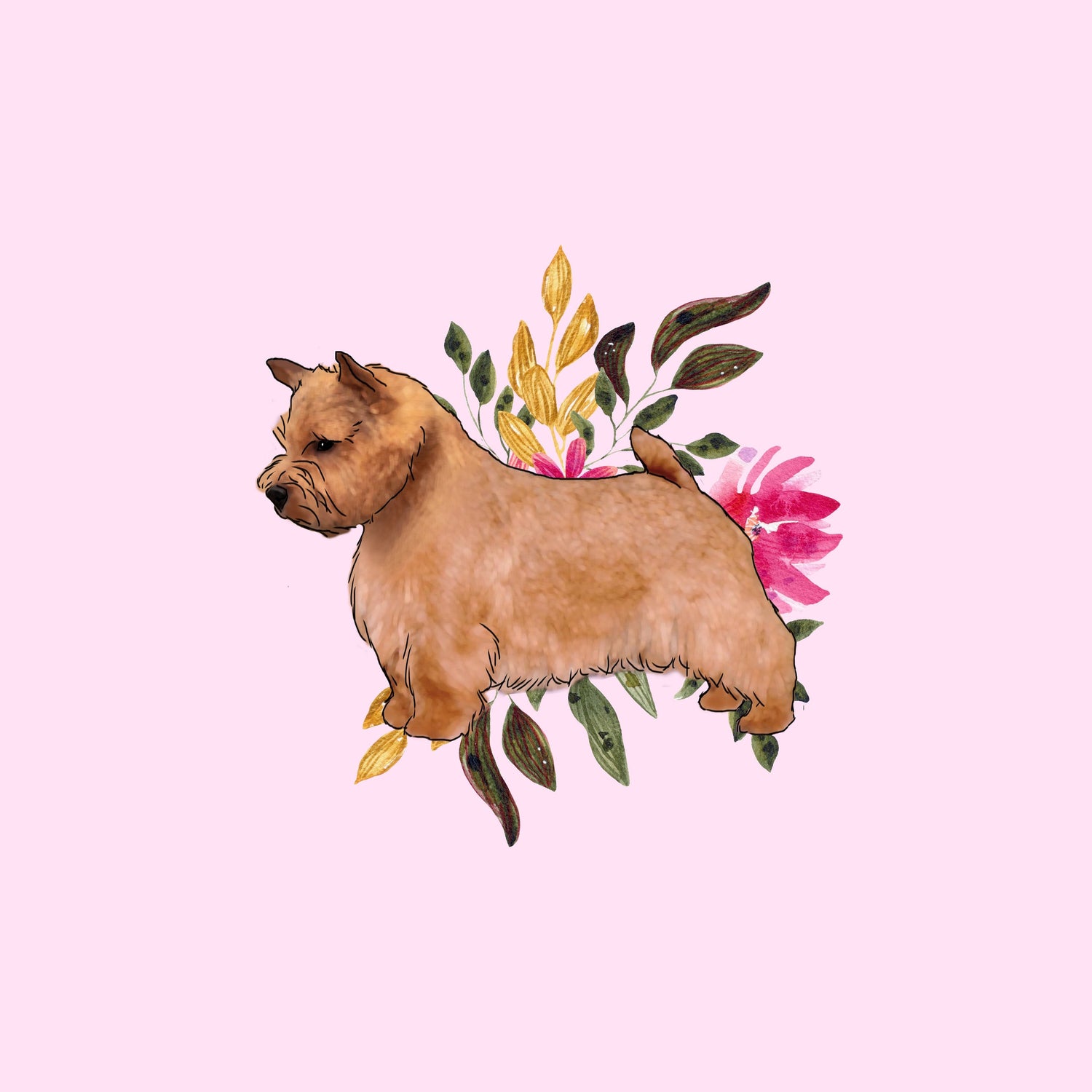 Norwich Terrier