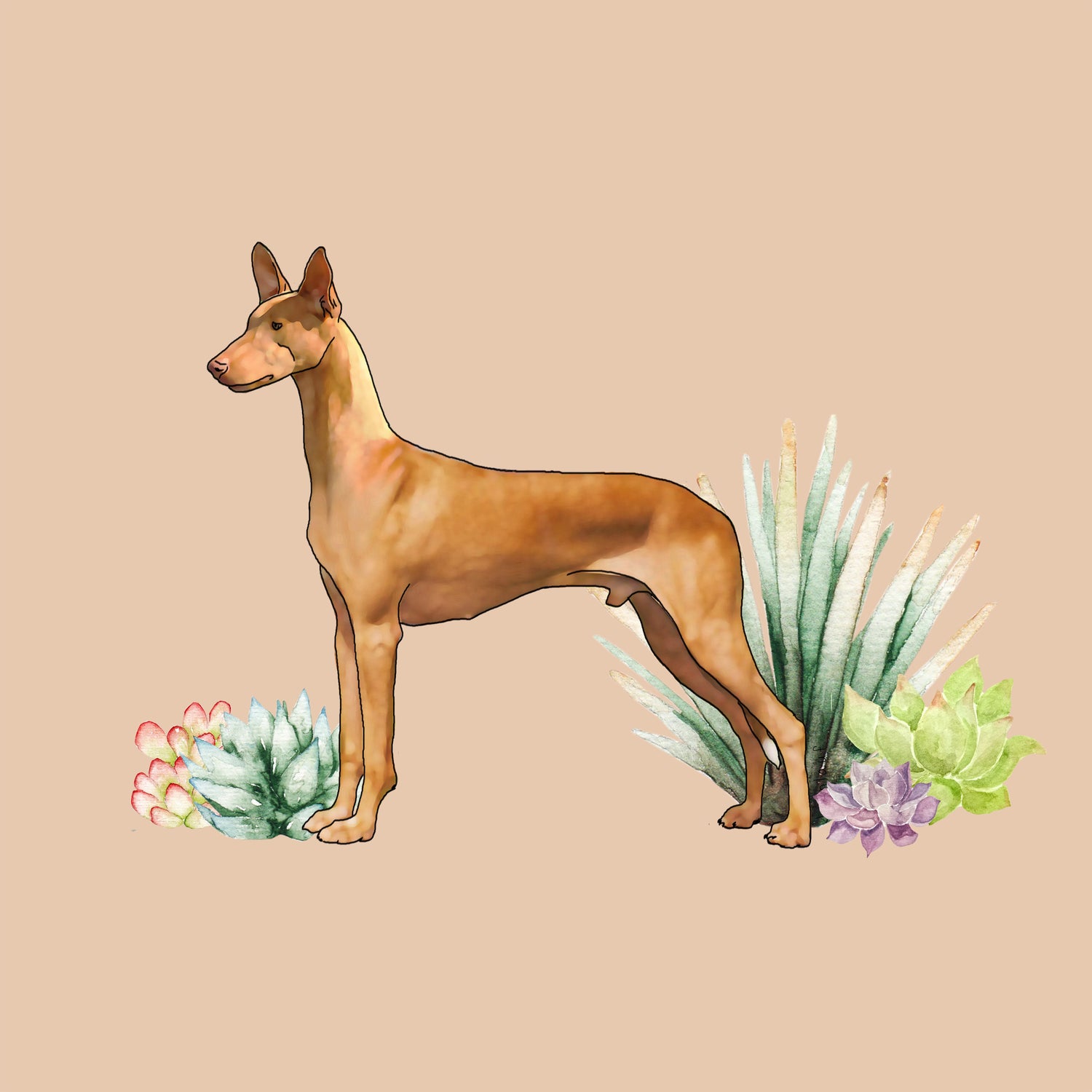 Pharaoh Hound