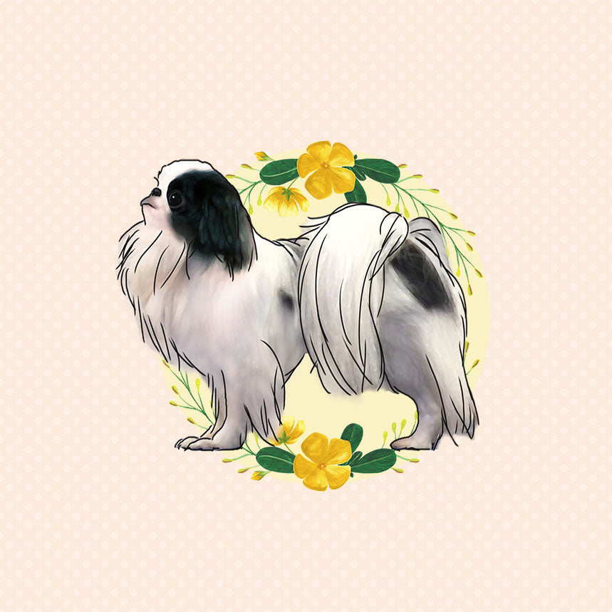 Japanese Chin