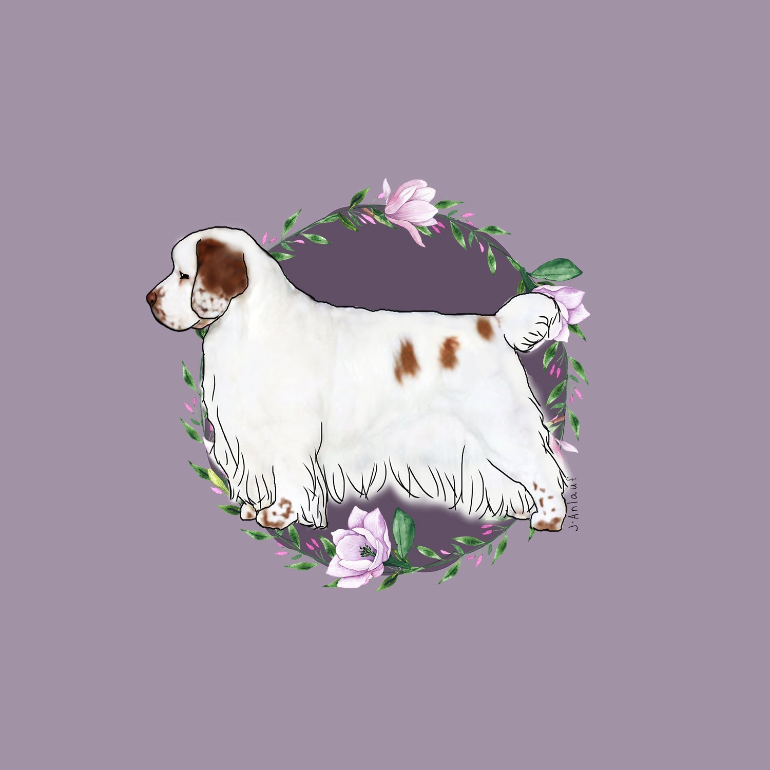 Clumber Spaniel