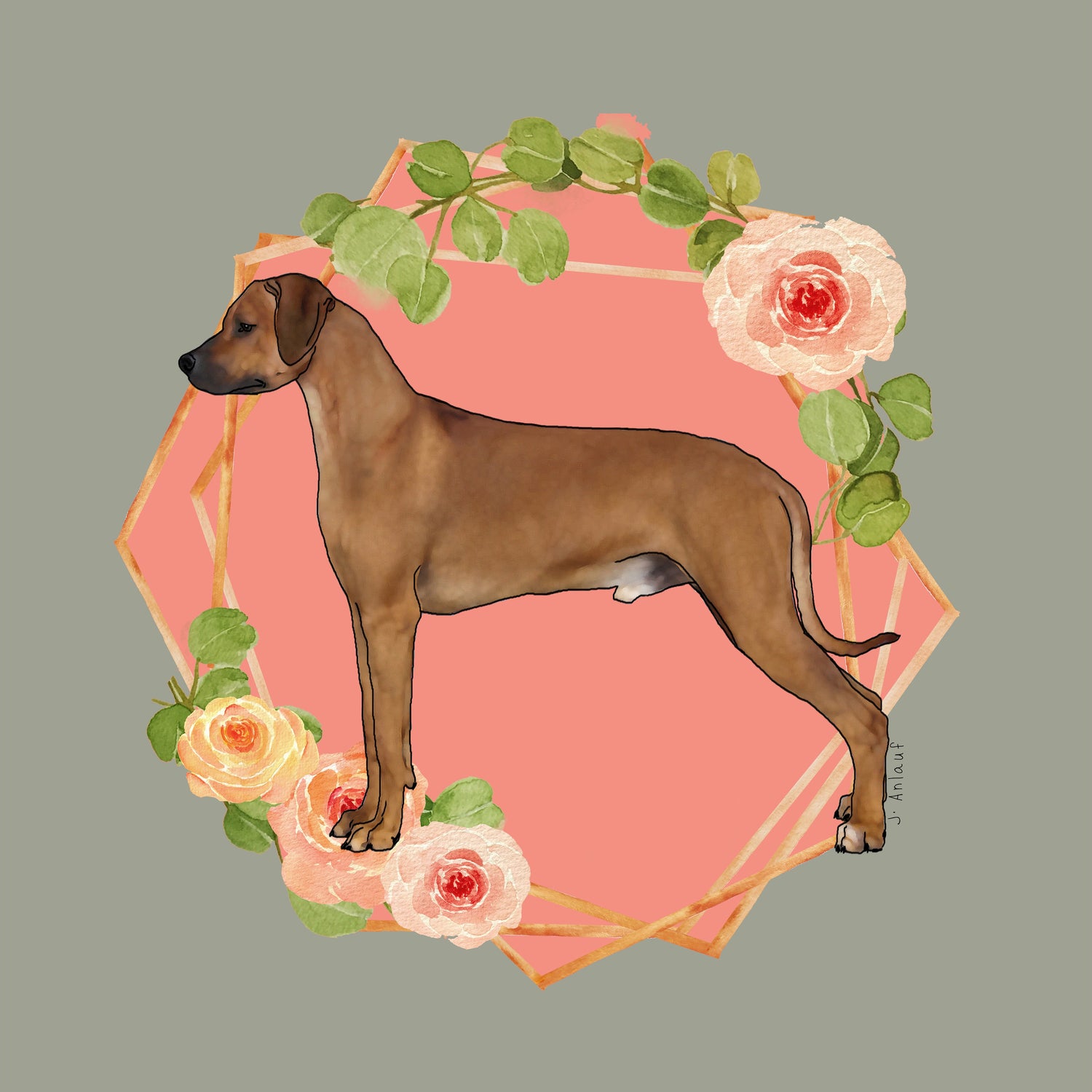 Rhodesian Ridgeback
