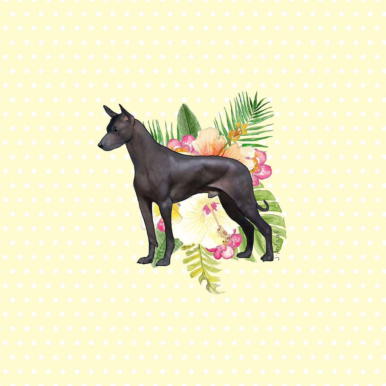 Xoloitzcuintli