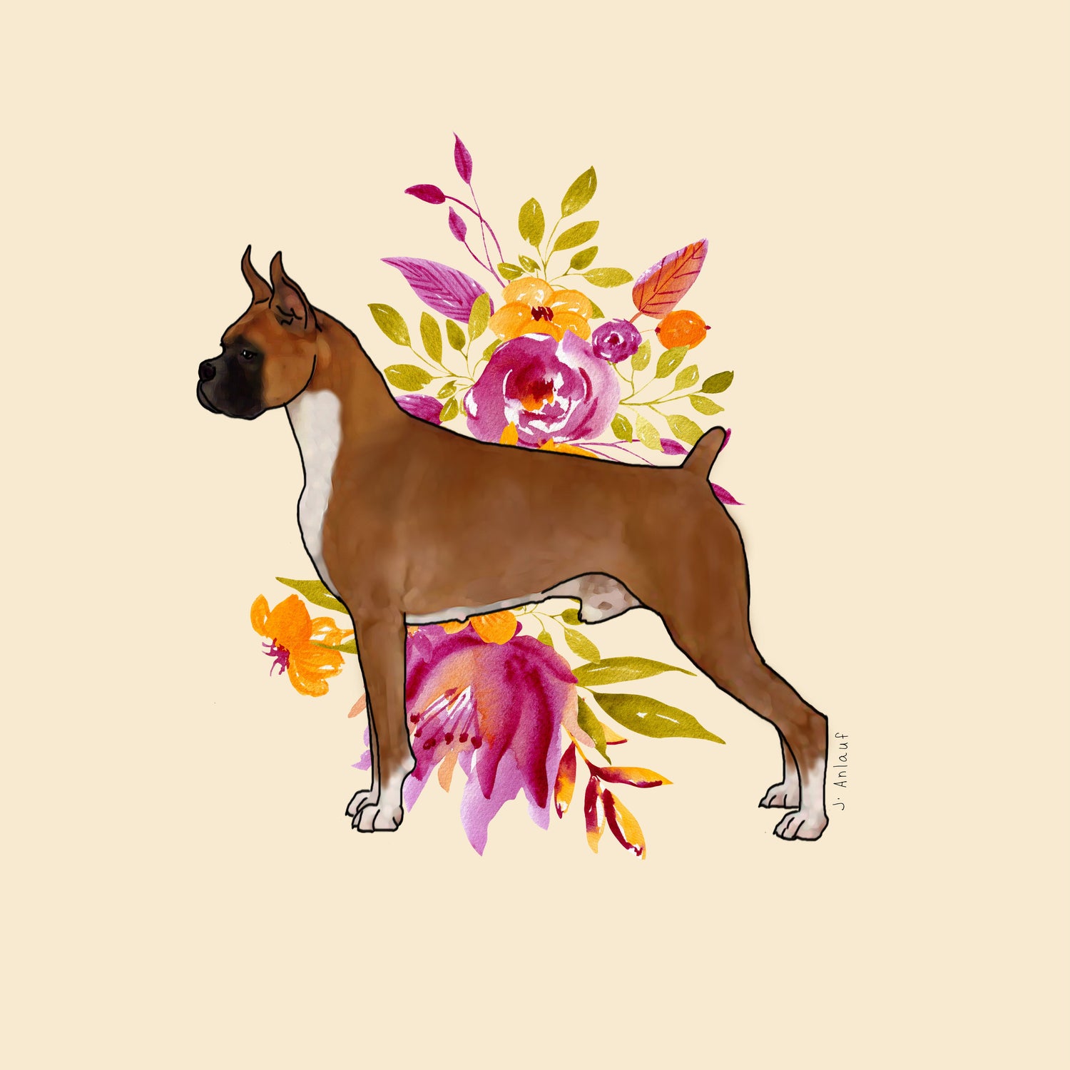 Boxer