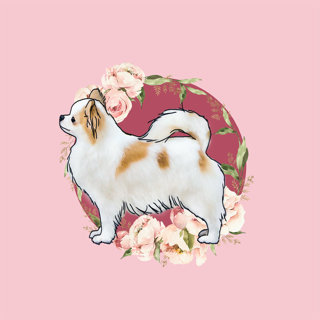 Chihuahua (Long Coat)
