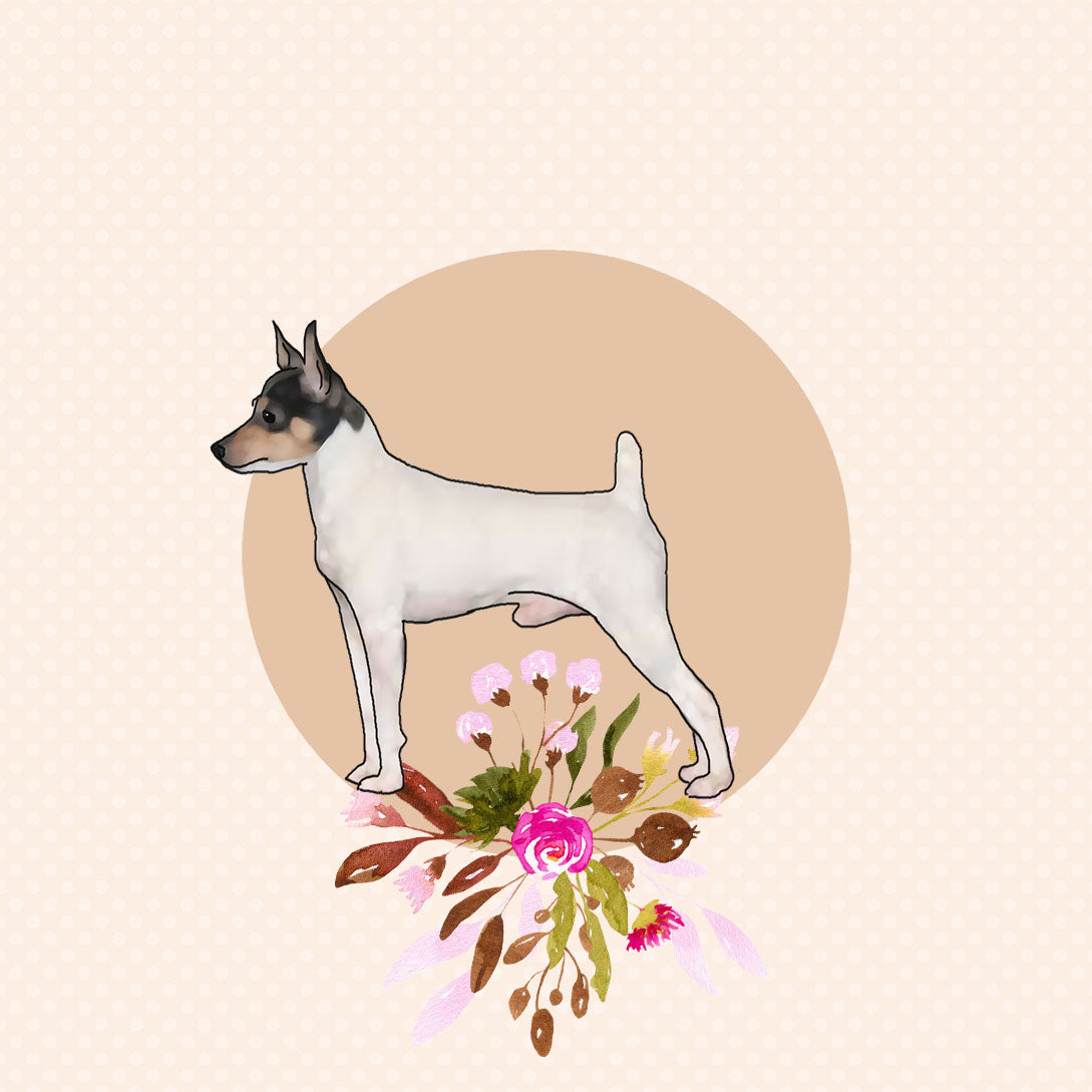Toy Fox Terrier
