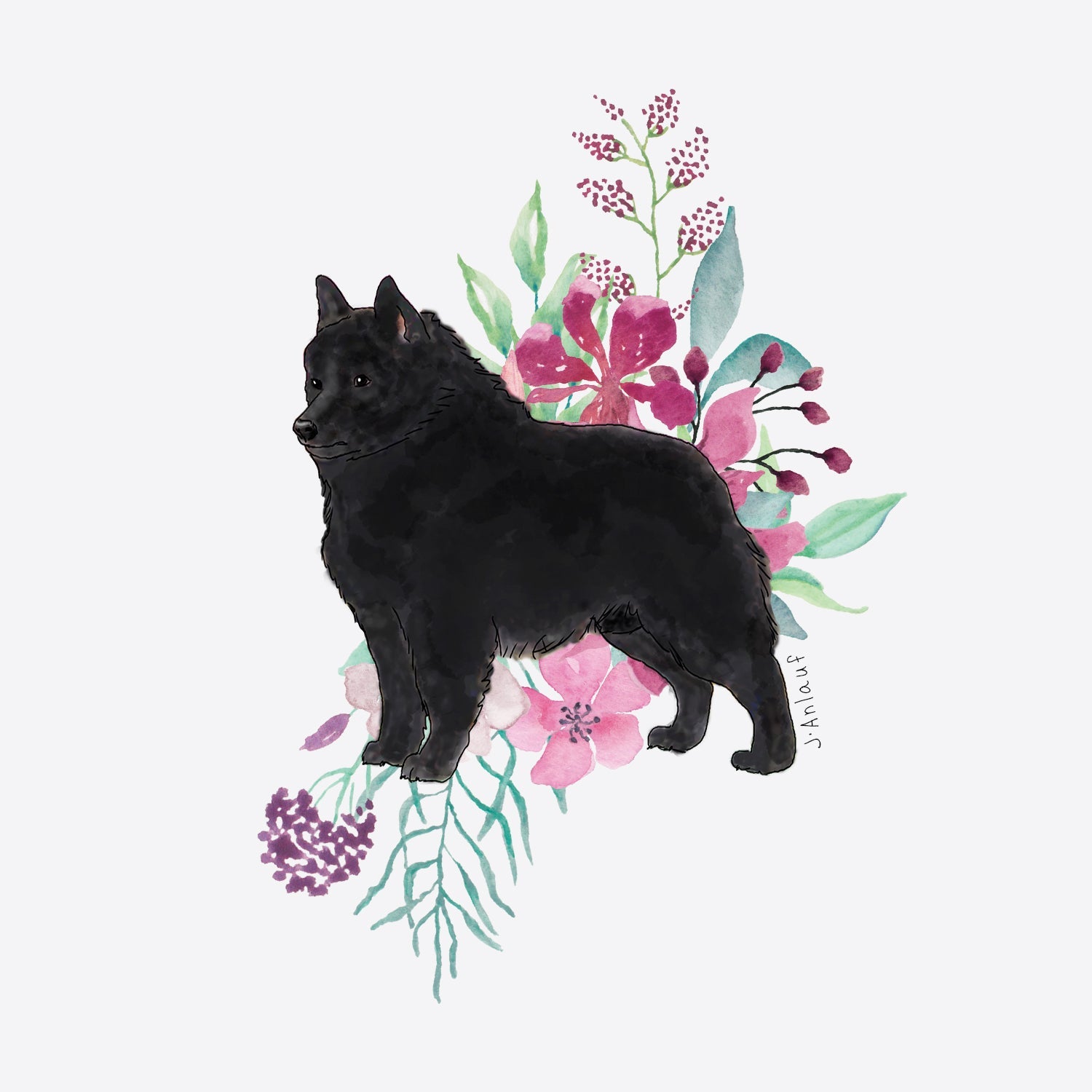 Schipperke