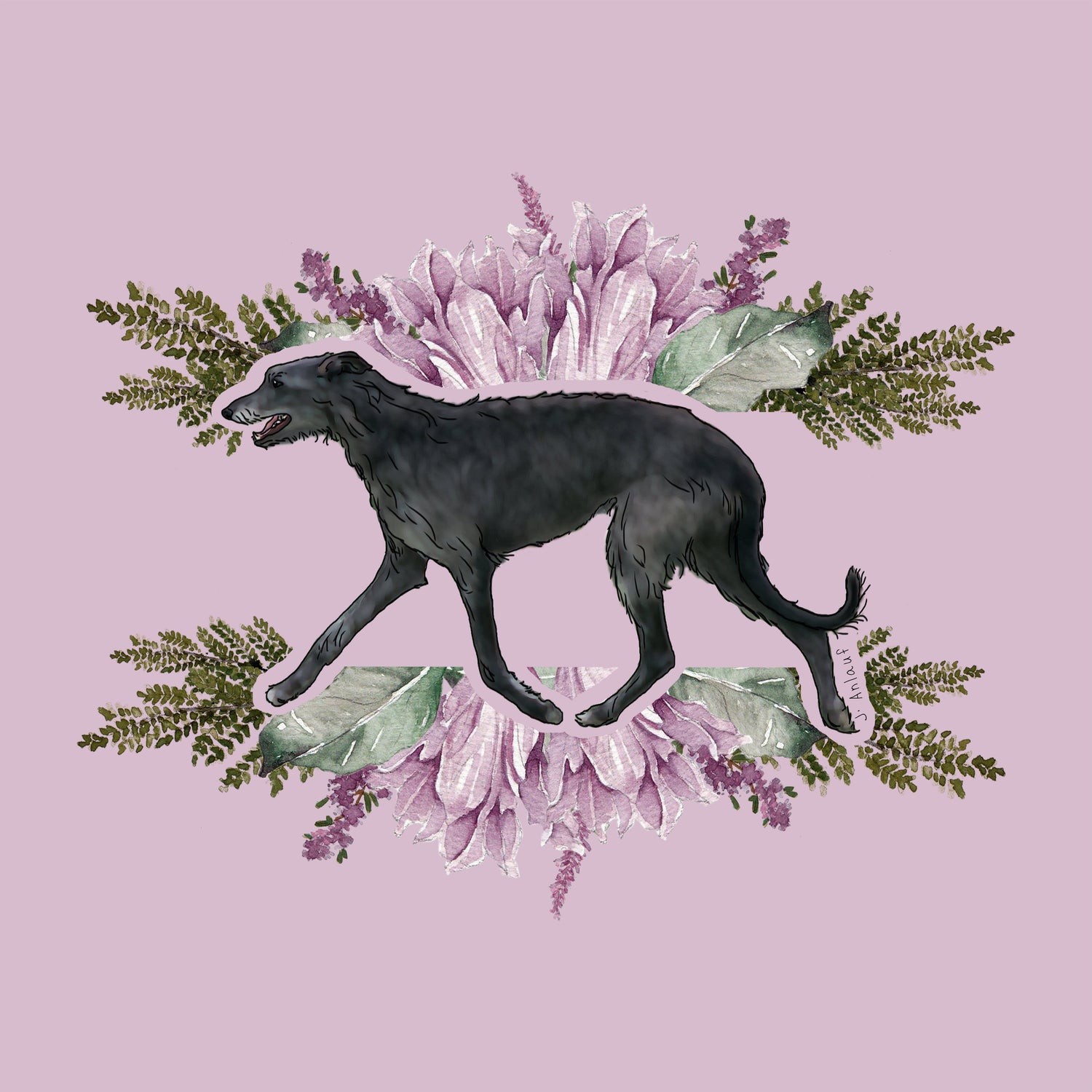 Scottish Deerhound