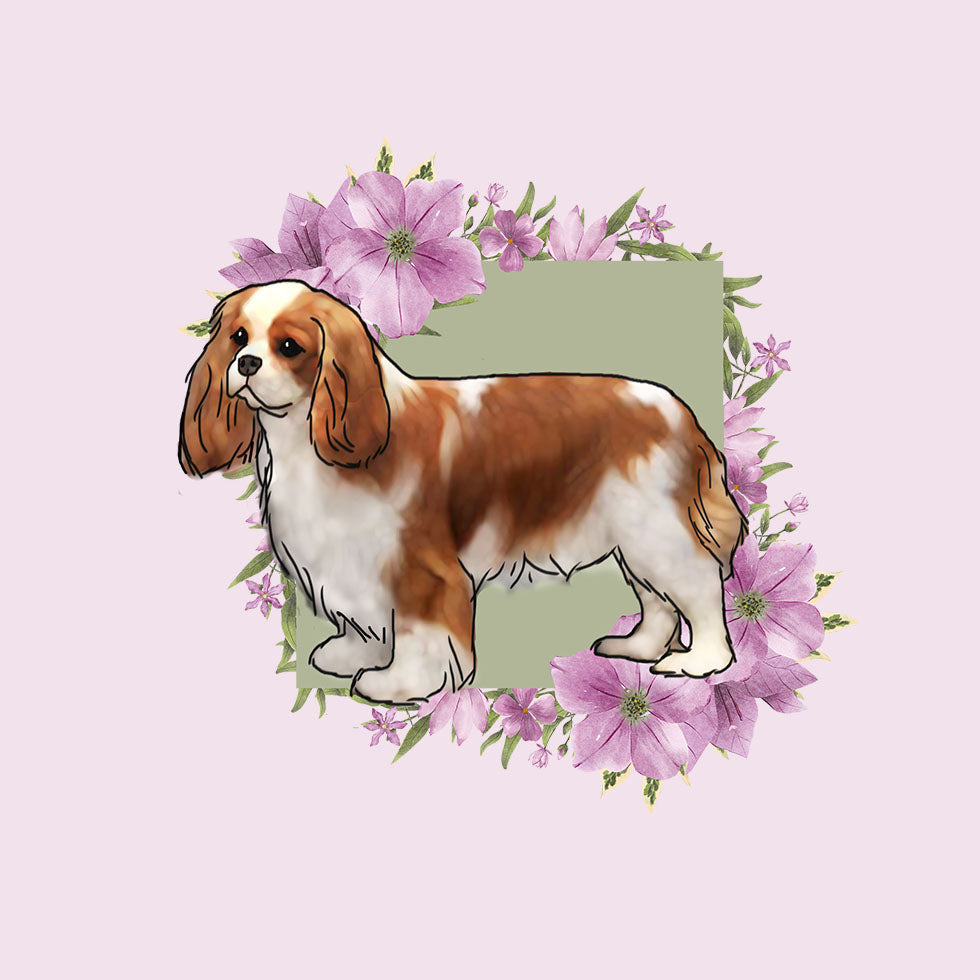 Cavalier King Charles Spaniel