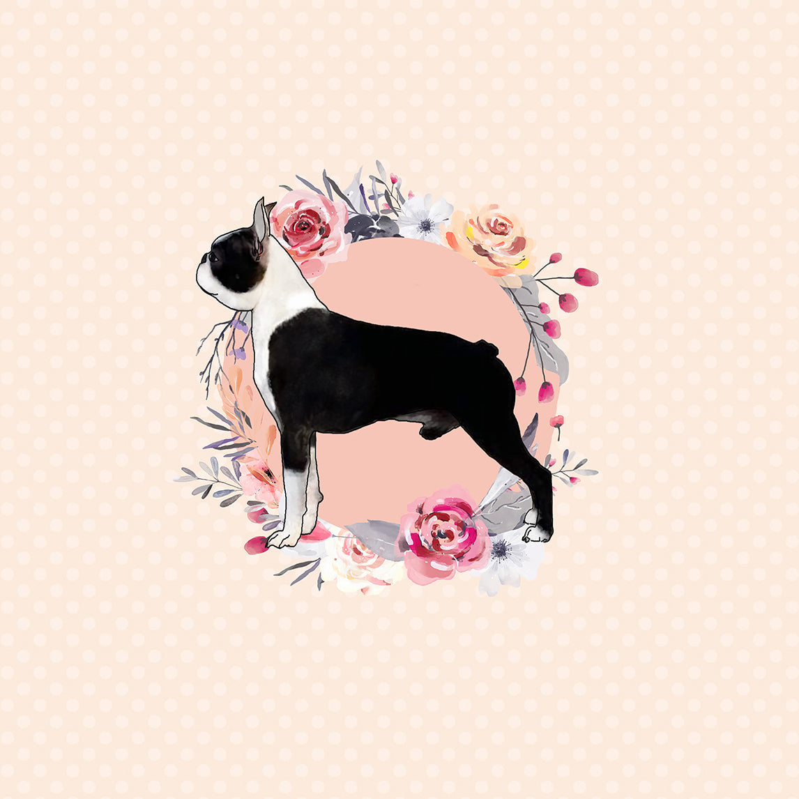 Boston Terrier