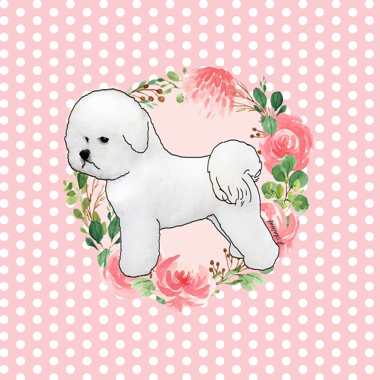 Bichon Frise
