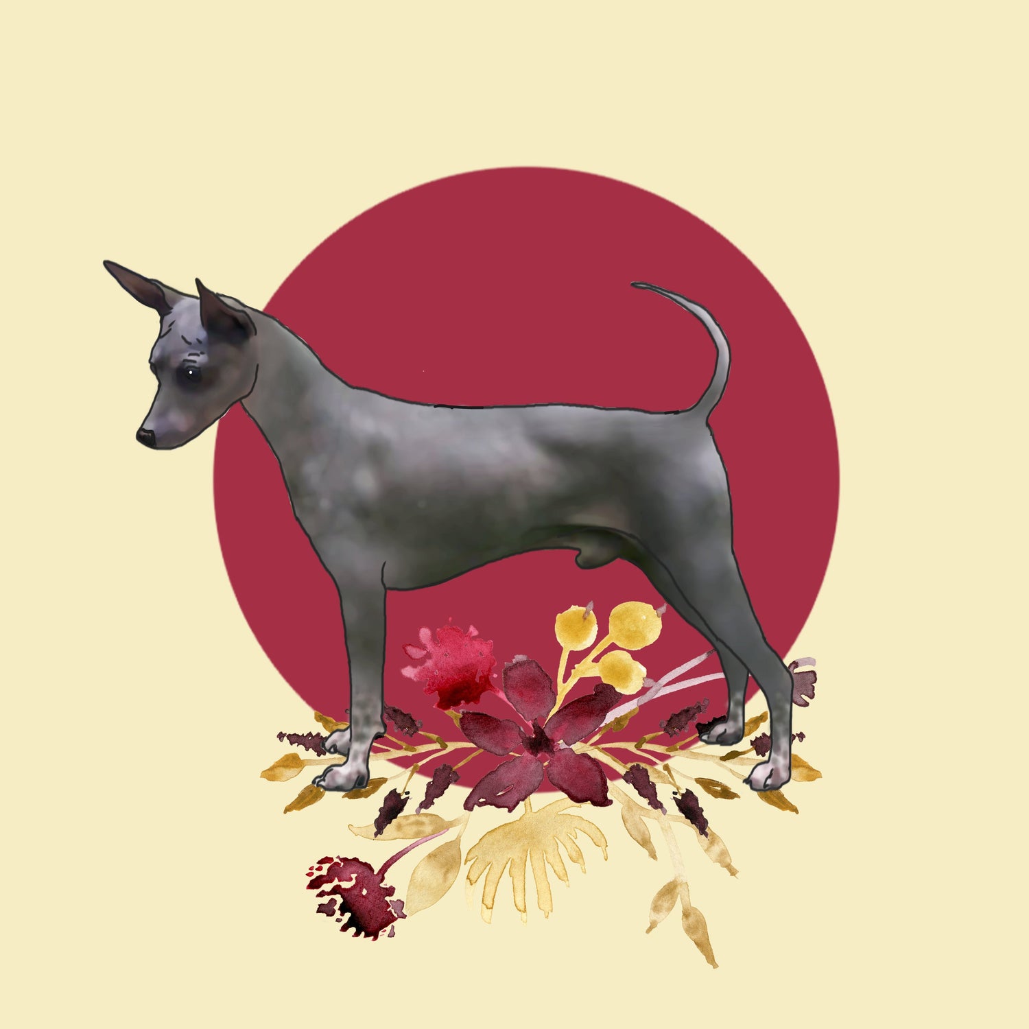 American Hairless Terrier