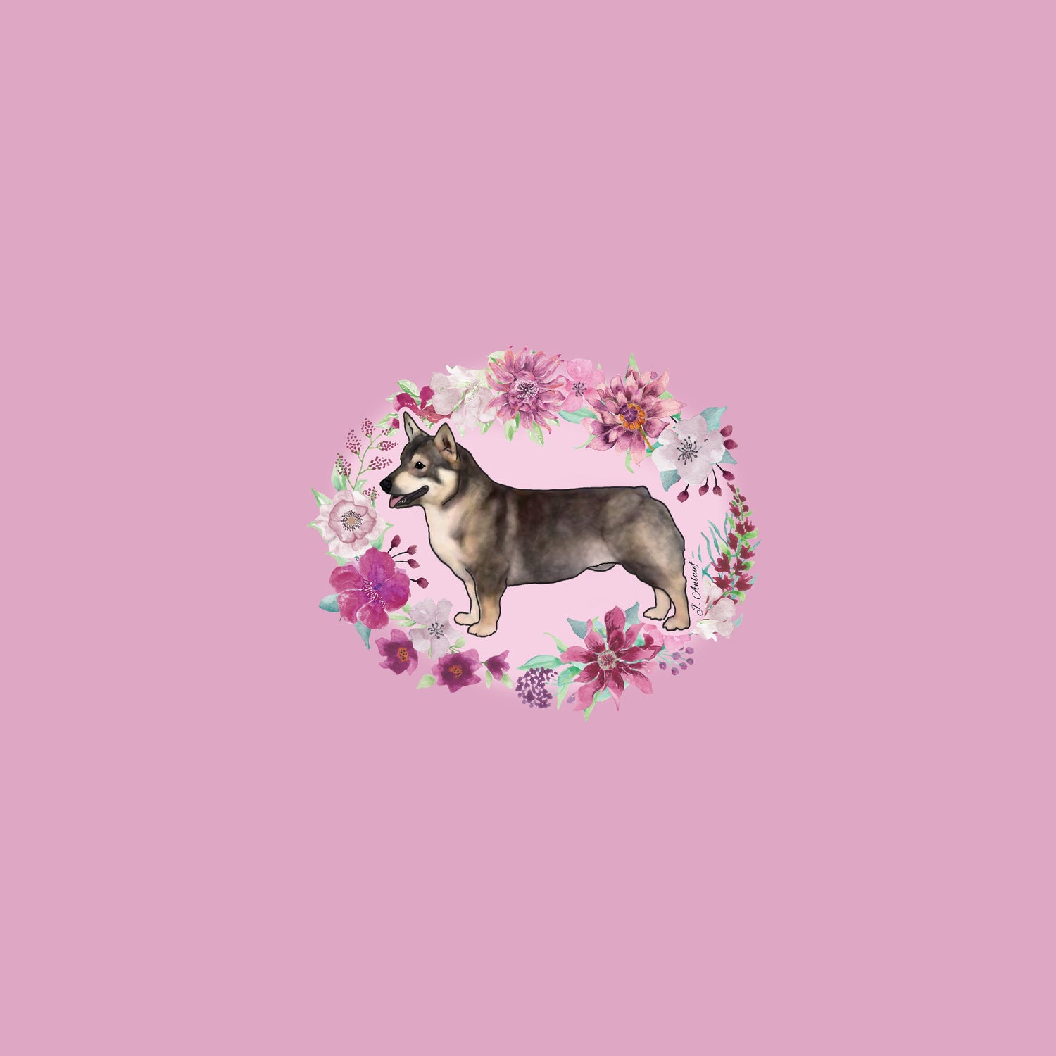 Swedish Vallhund