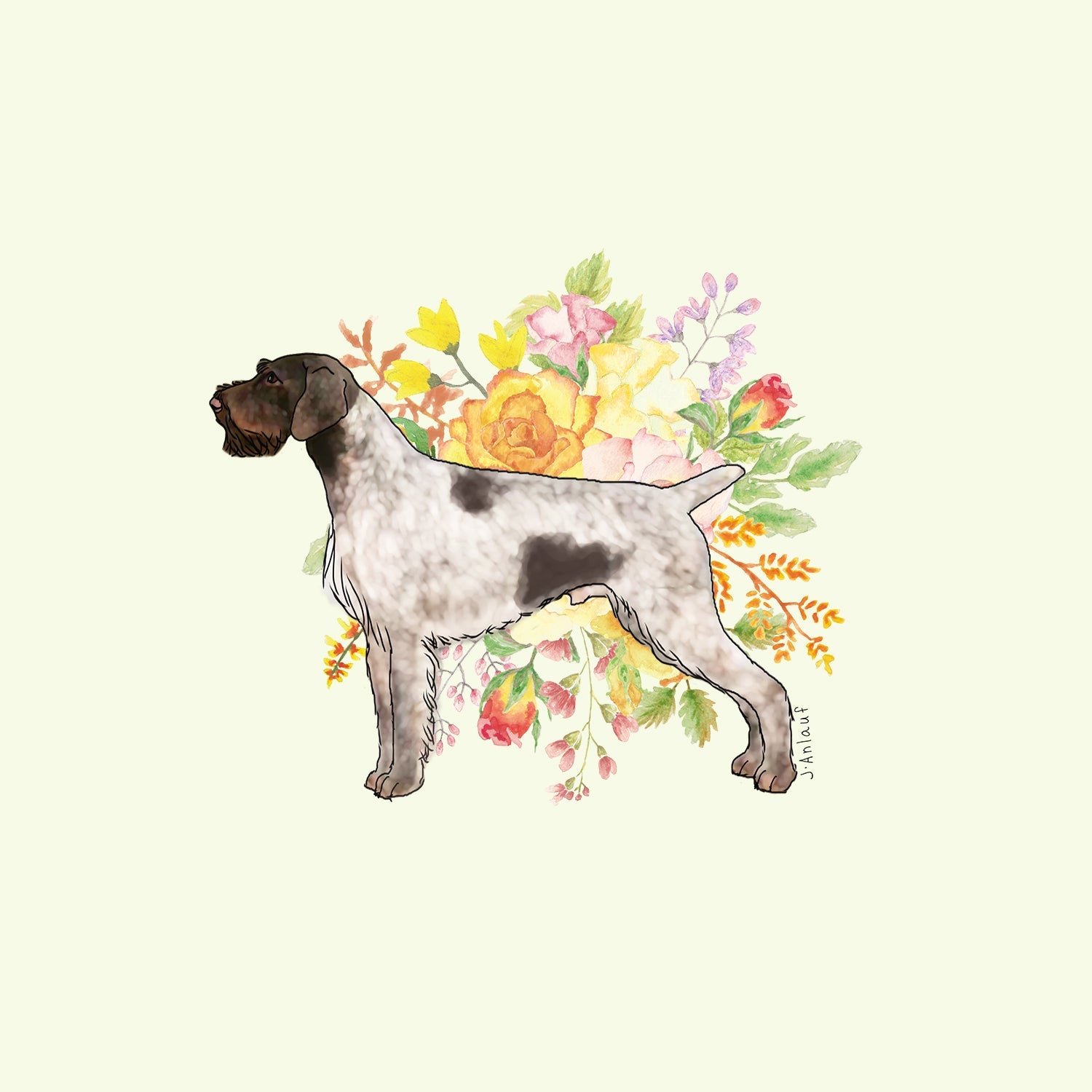 German Wirehaired Pointer
