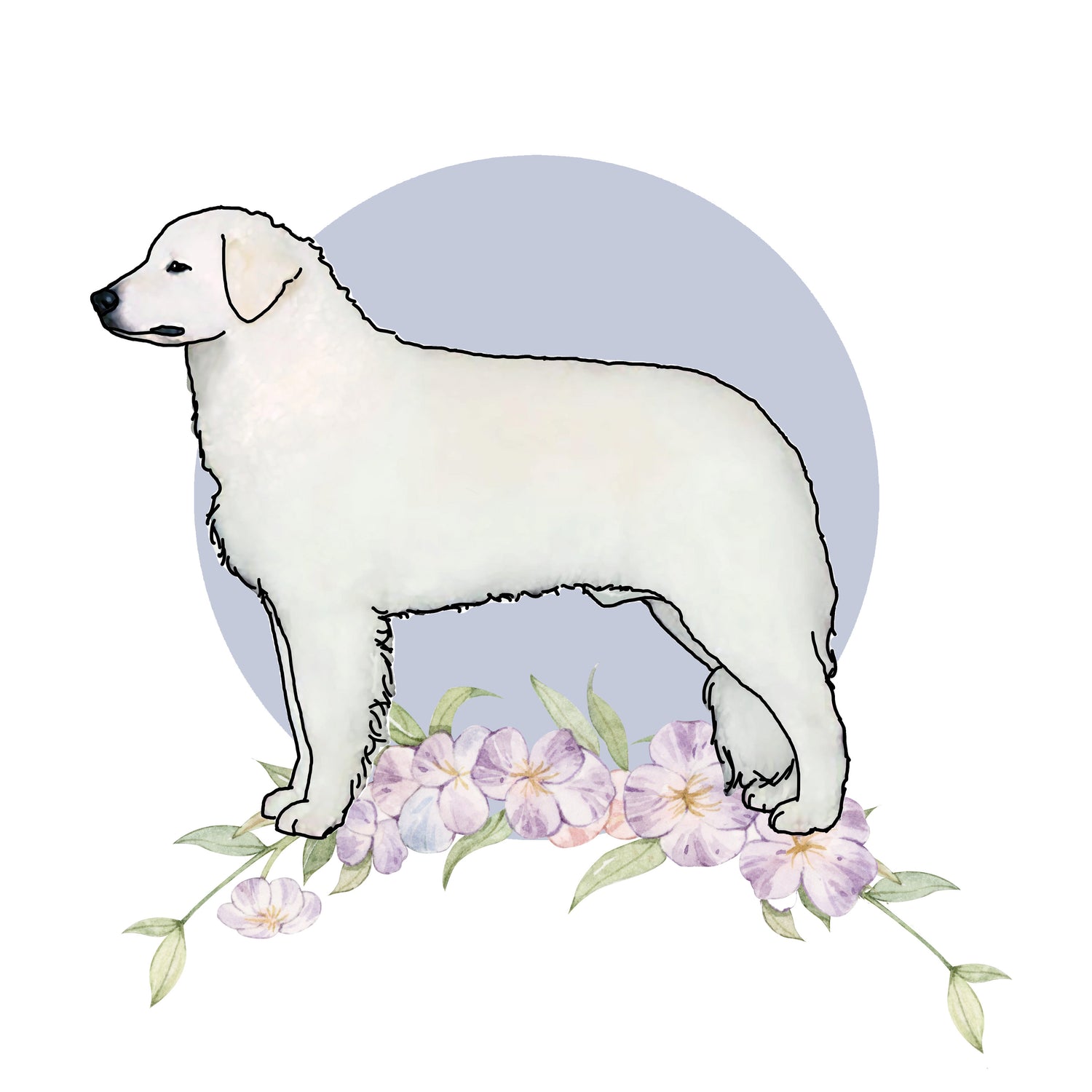 kuvasz