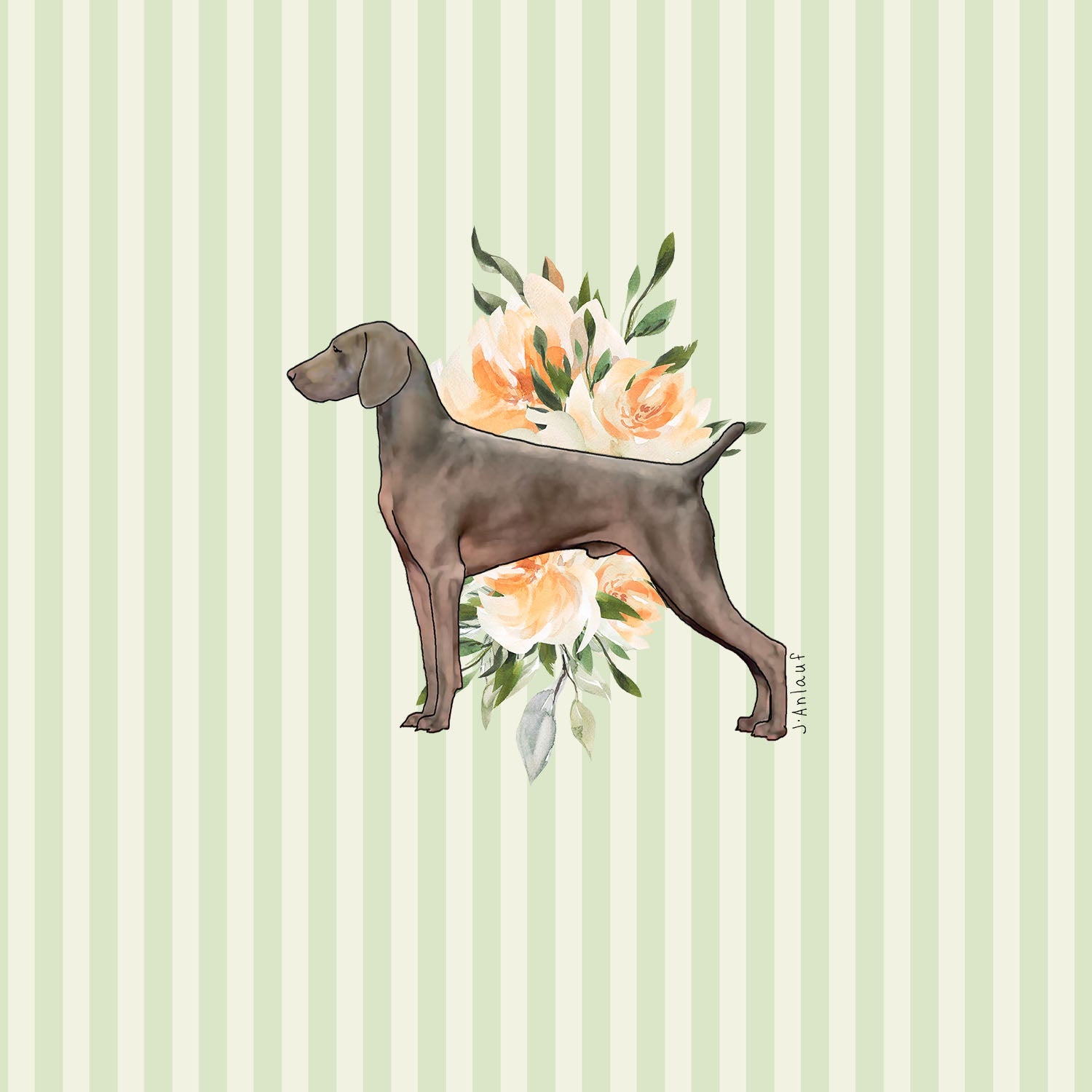 Weimaraner