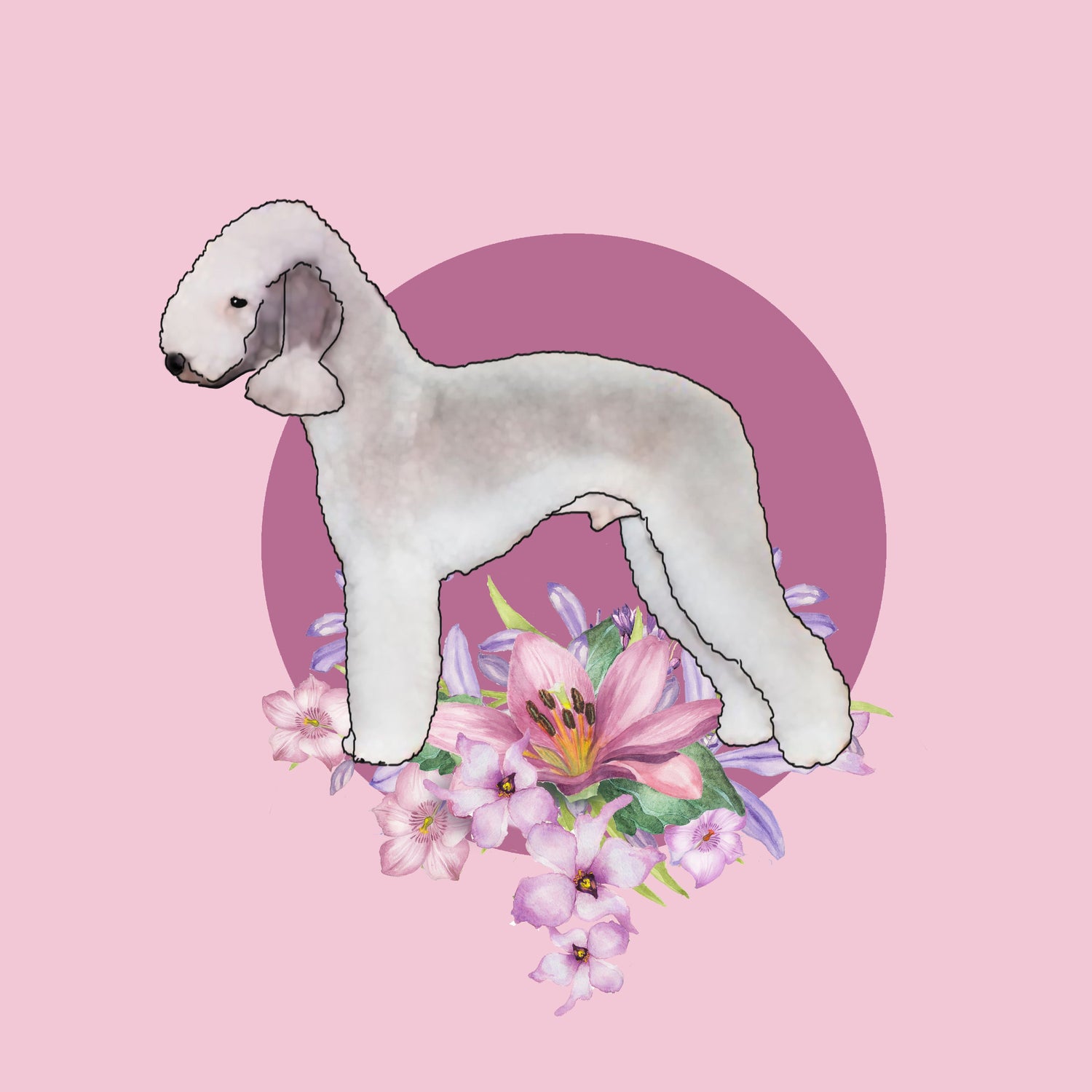 Bedlington Terrier