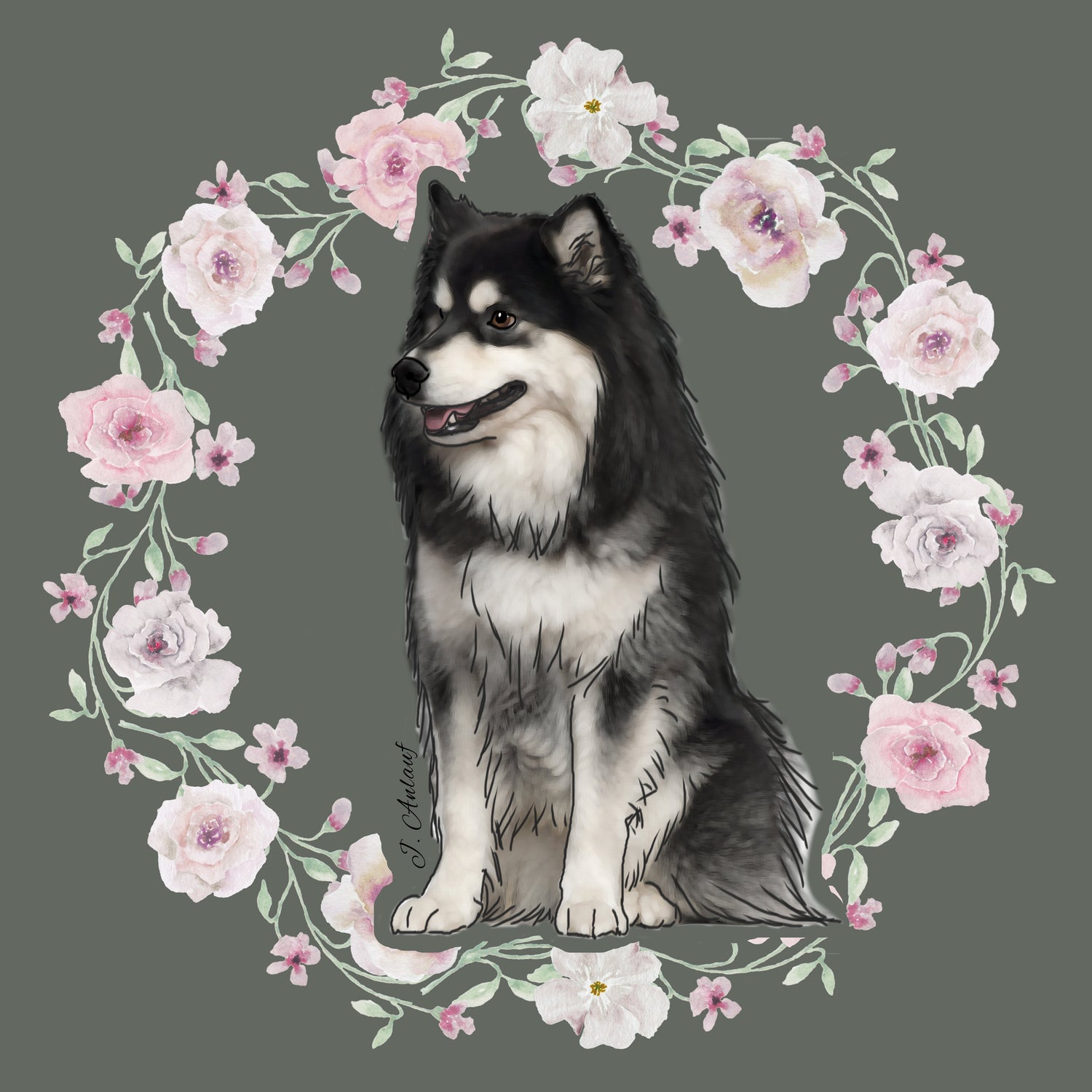 Finnish Lapphund
