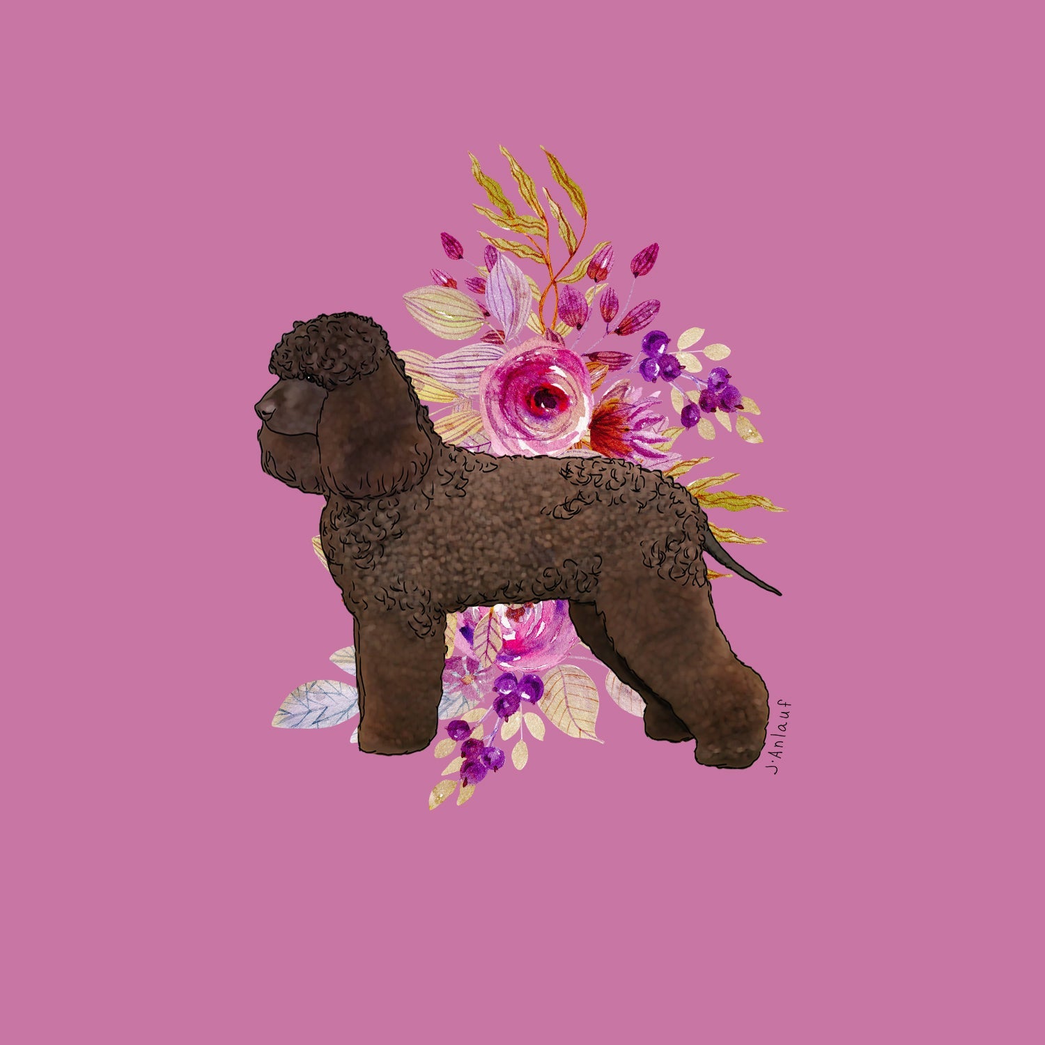 Irish Water Spaniel