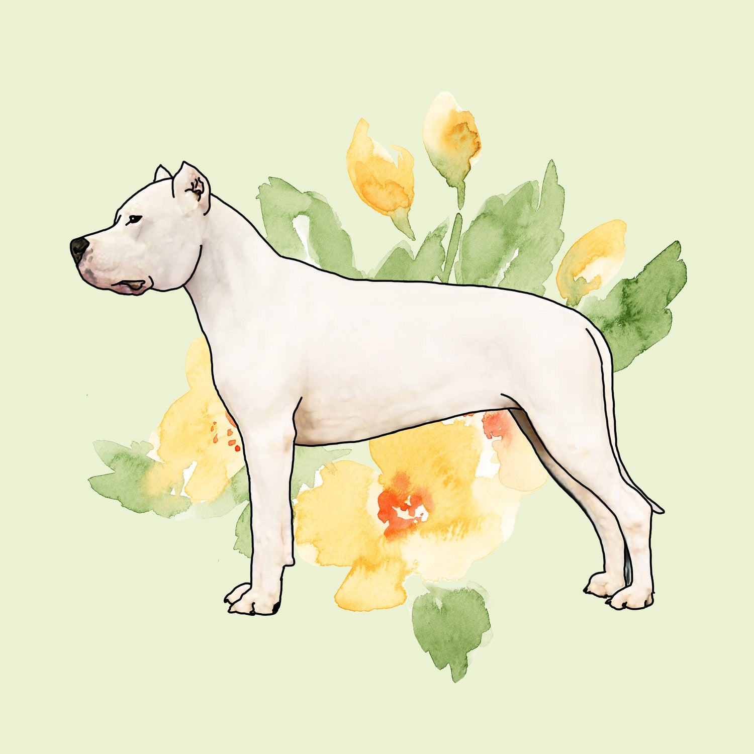 Dogo Argentino