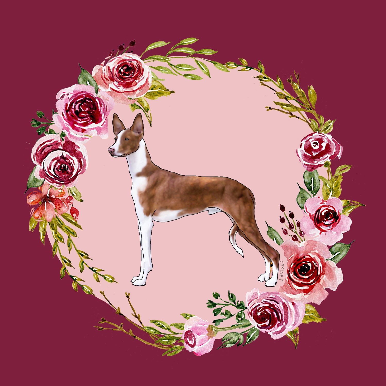 Ibizan Hound